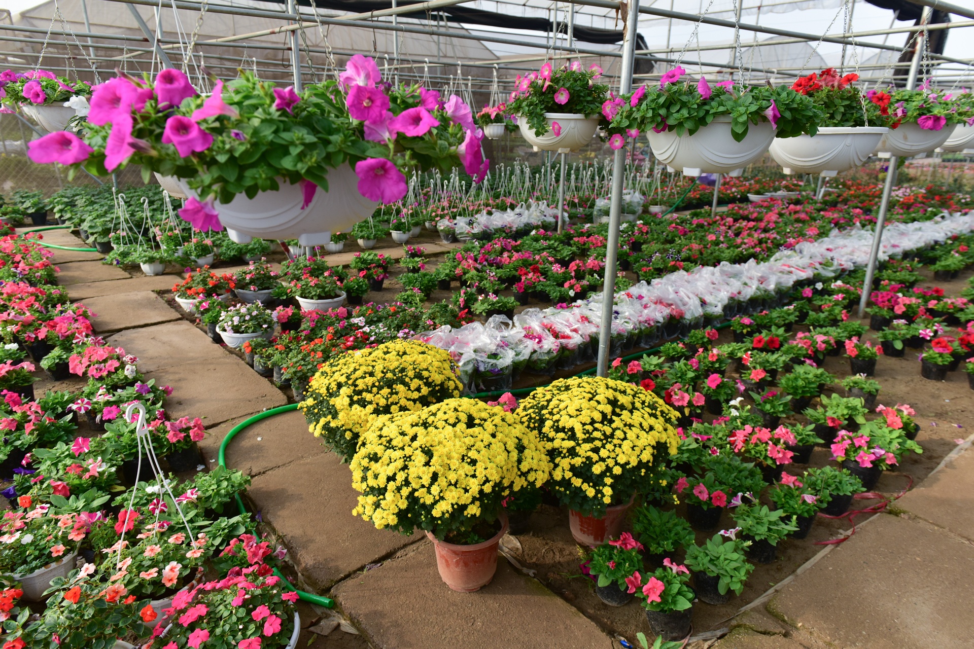 Lang hoa Xuan Quan anh 6