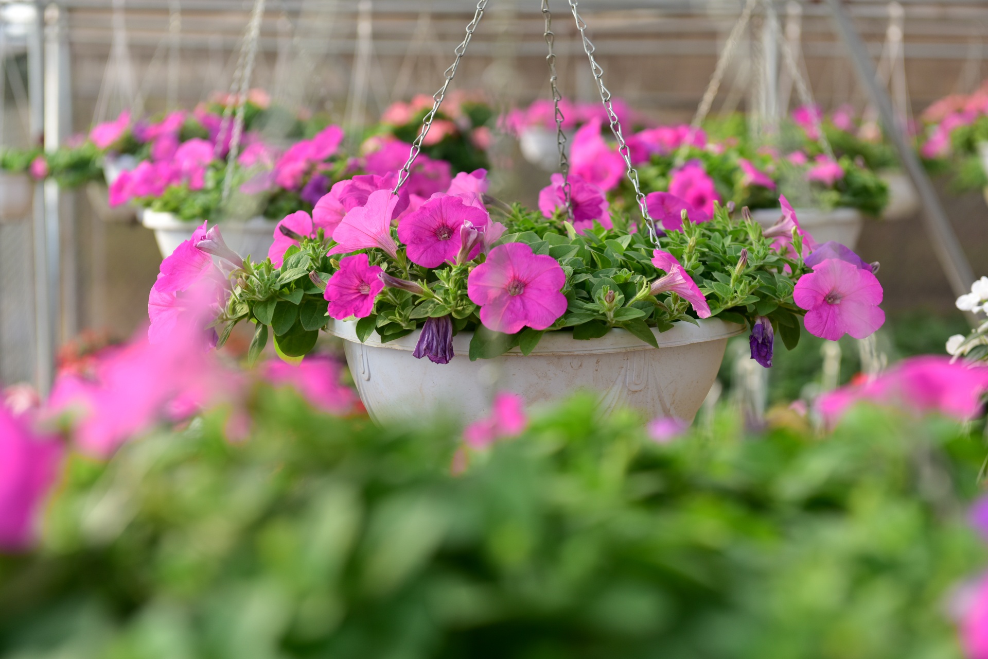 Lang hoa Xuan Quan anh 8