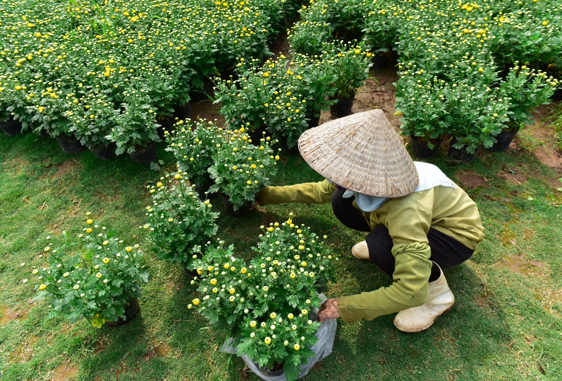 Lang hoa Xuan Quan anh 9