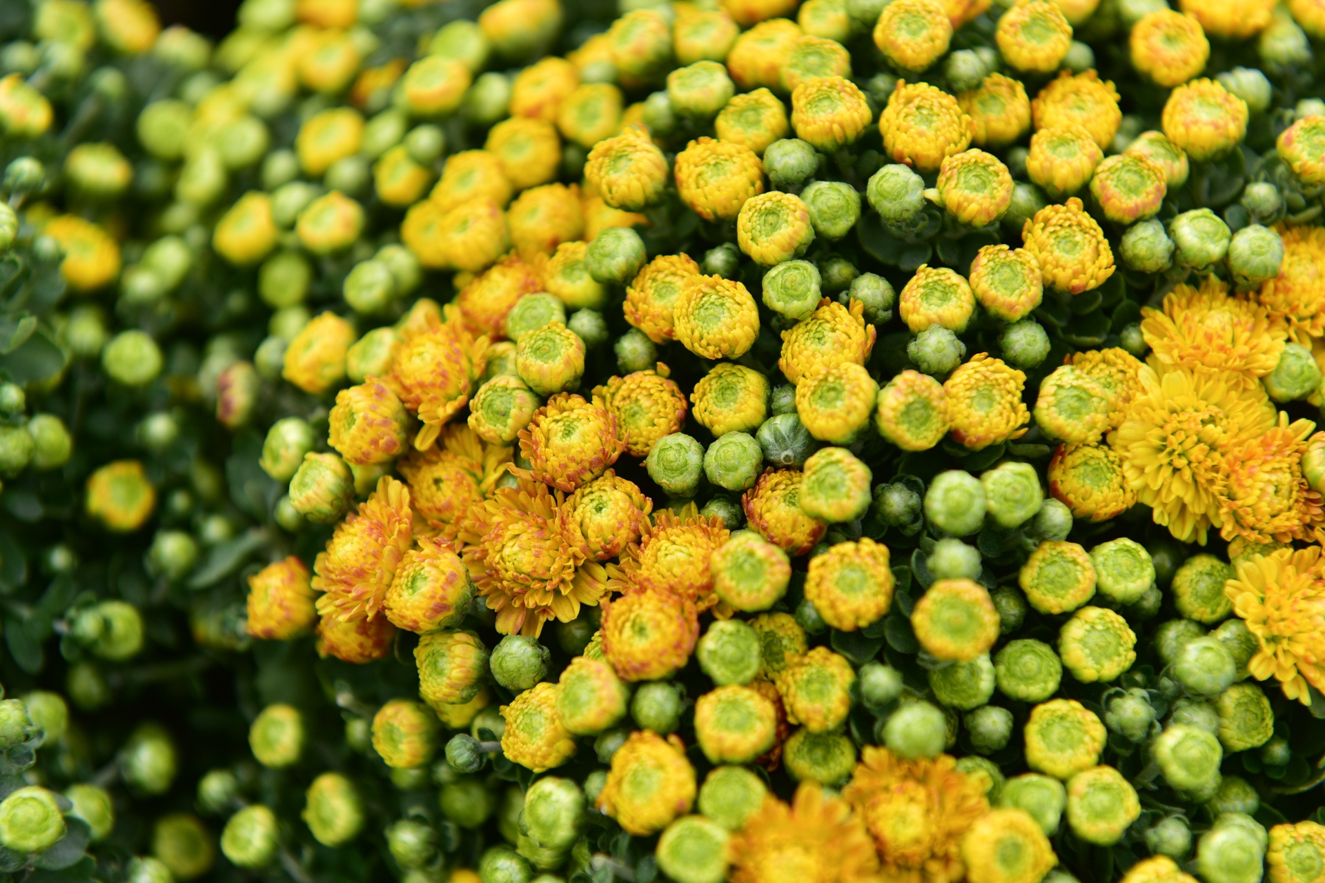 Lang hoa Xuan Quan anh 10