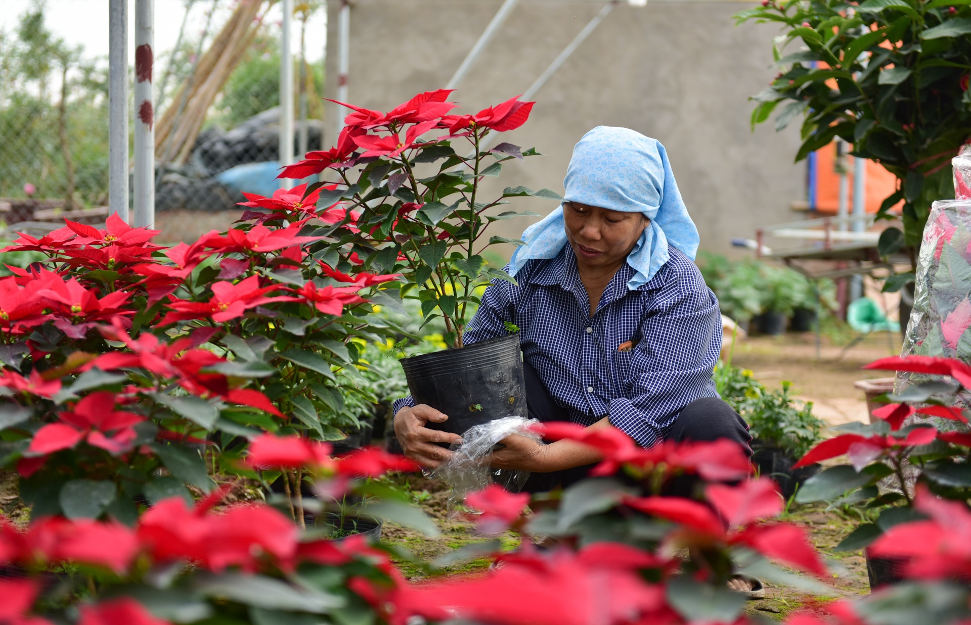 Lang hoa dep it nguoi biet o Hung Yen hinh anh