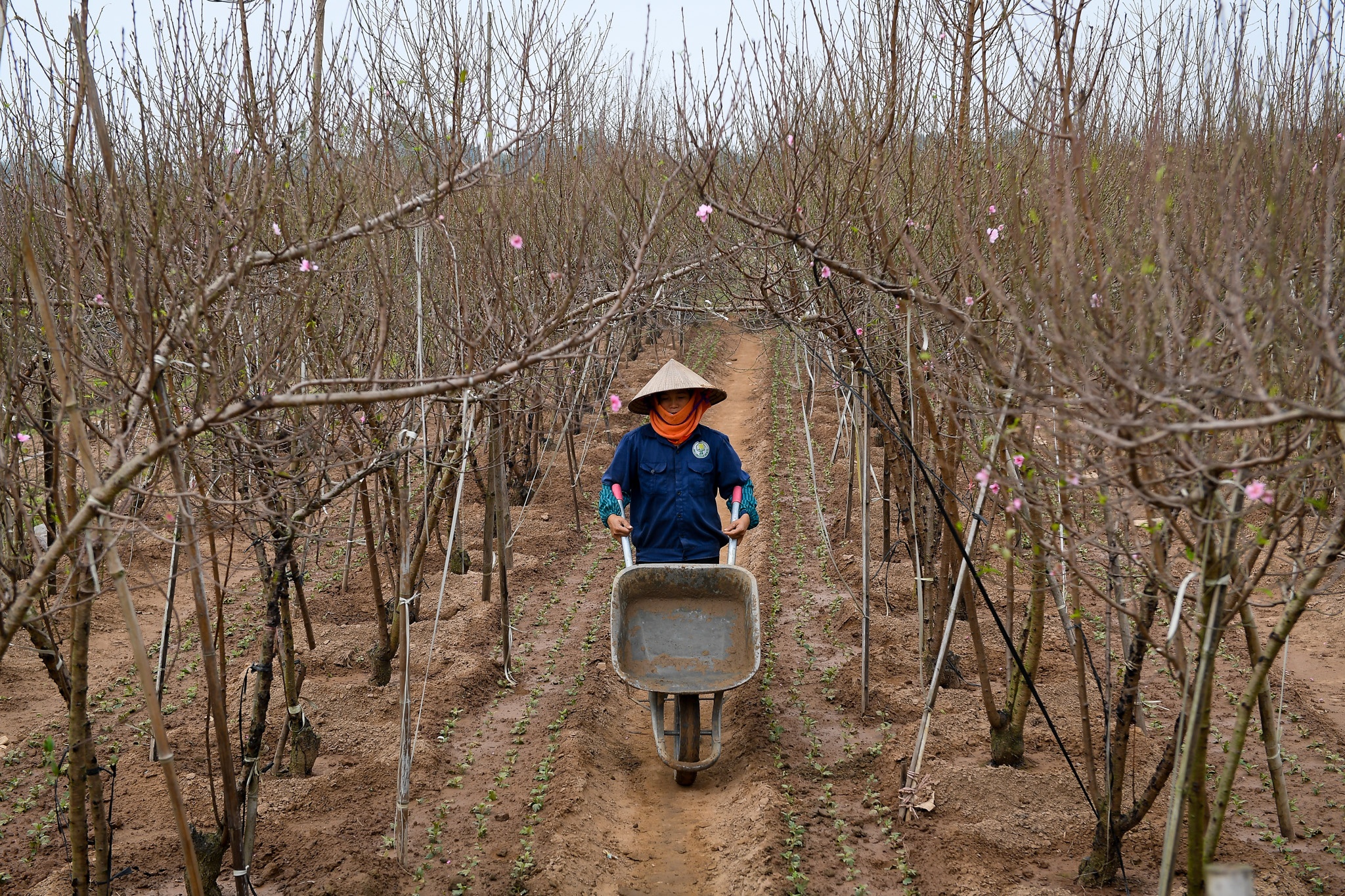 dao Nhat Tan no som anh 1