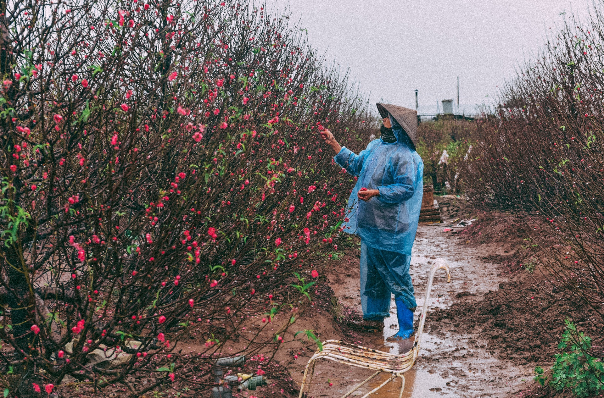 Muu sinh Ha Noi ngay tro ret anh 14
