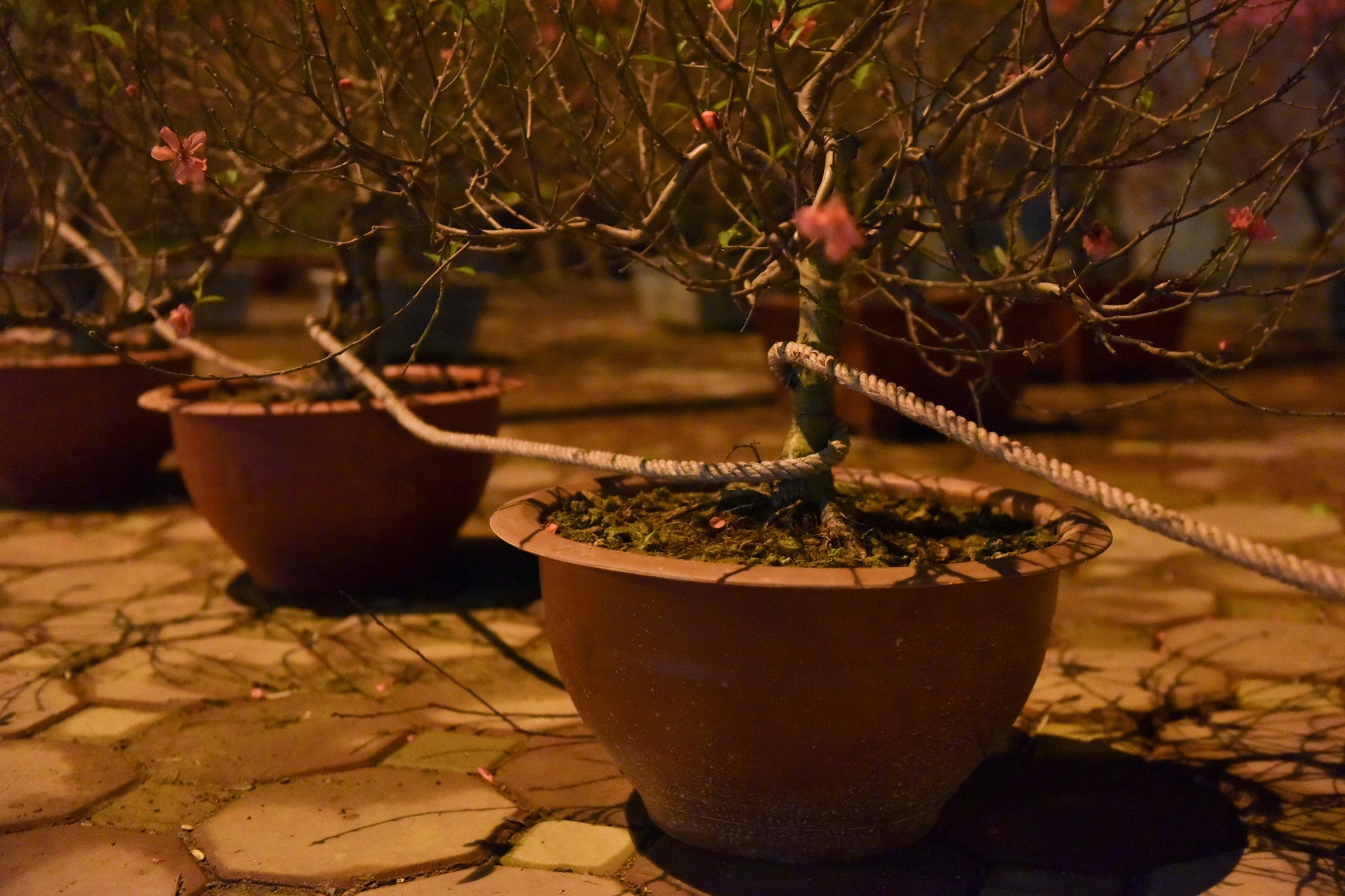 Trang dem trong dao anh 6