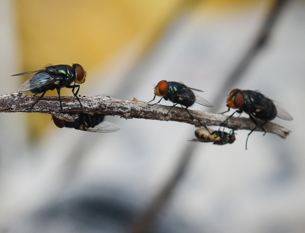 Rac bua vay chung cu, dan dong cua, deo khau trang hinh anh