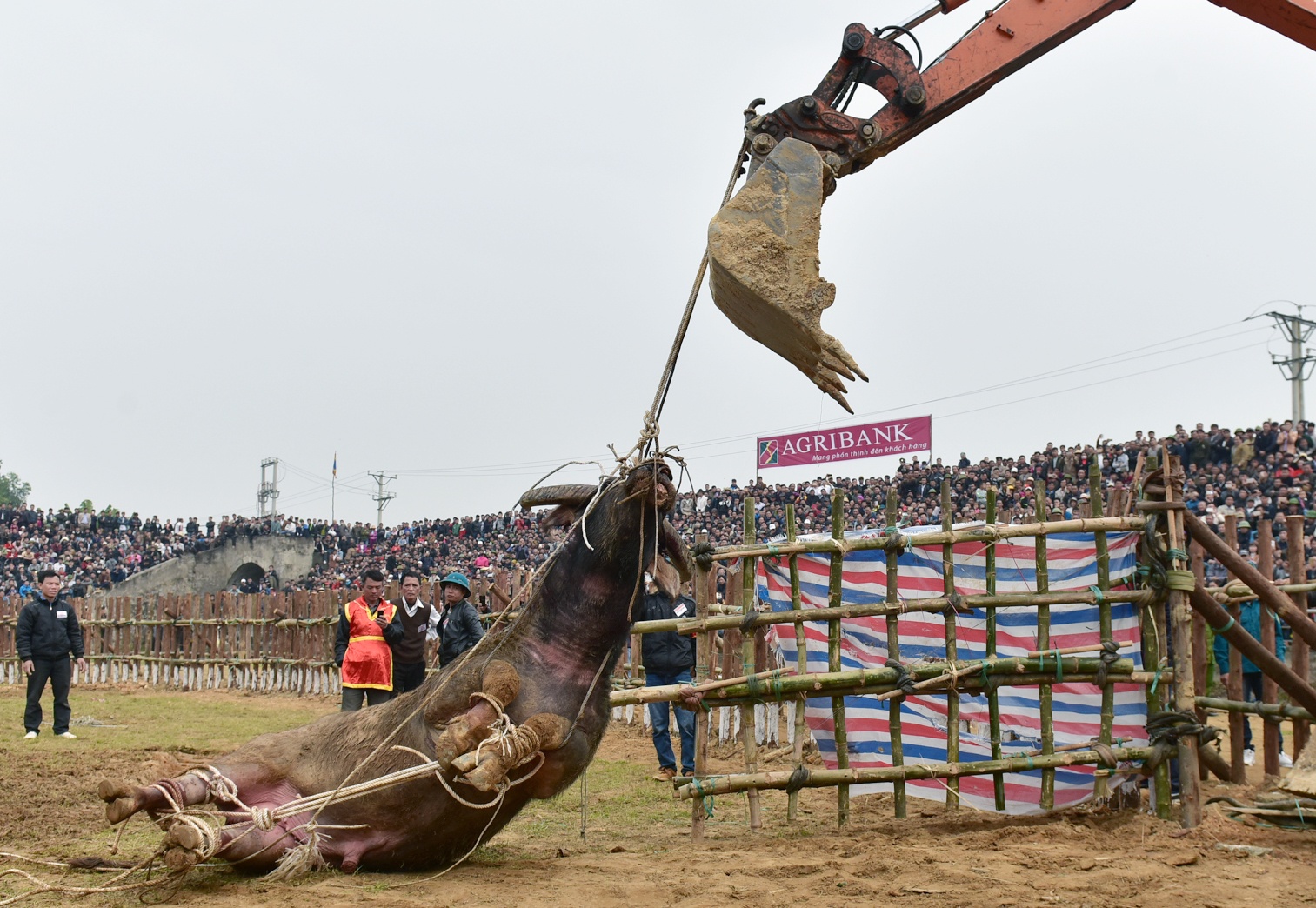 Dung may xuc keo 'ong Cau' thua tran ra khoi hoi choi trau hinh anh