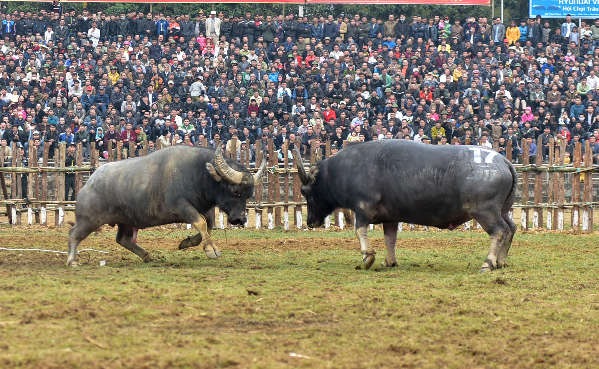dung may xuc keo trau thua tran anh 6