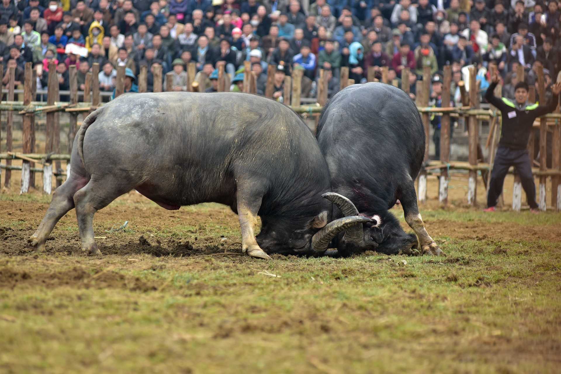 dung may xuc keo trau thua tran anh 7