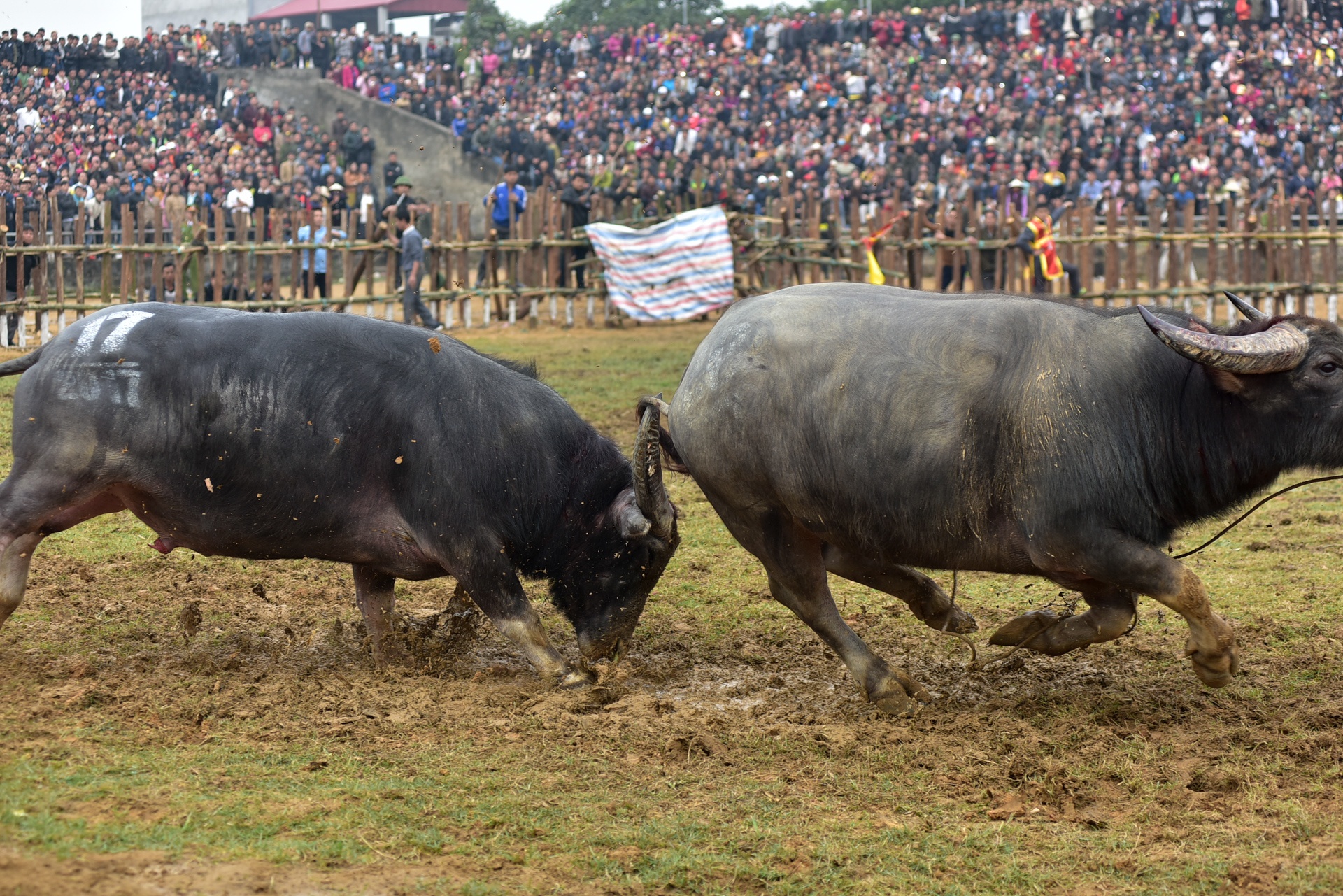 dung may xuc keo trau thua tran anh 8