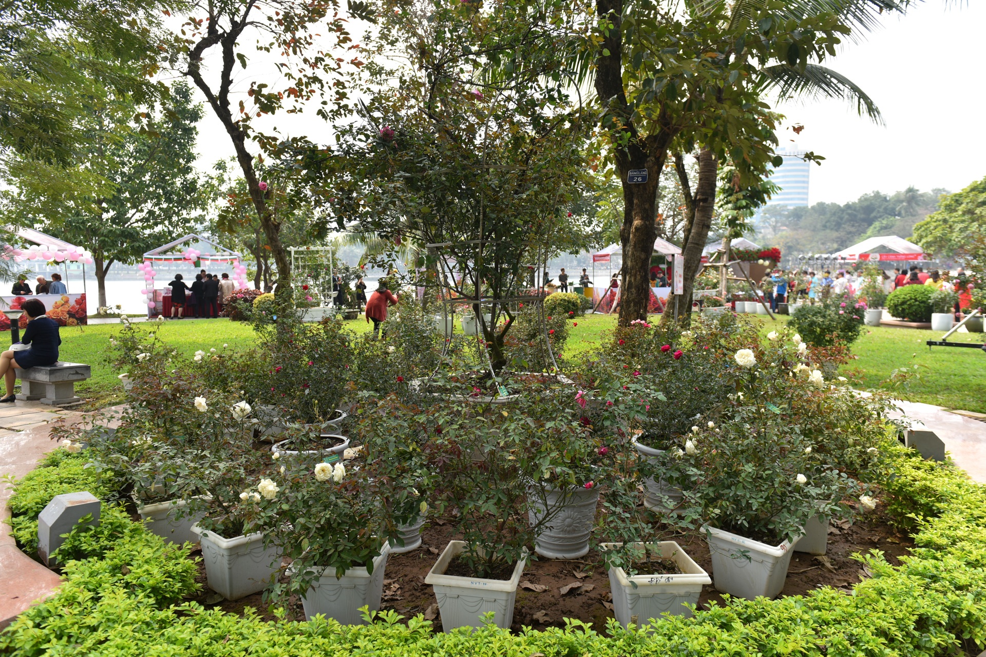 le hoi hoa hong anh 4