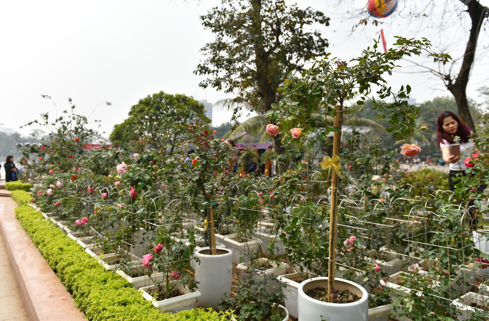 le hoi hoa hong anh 5