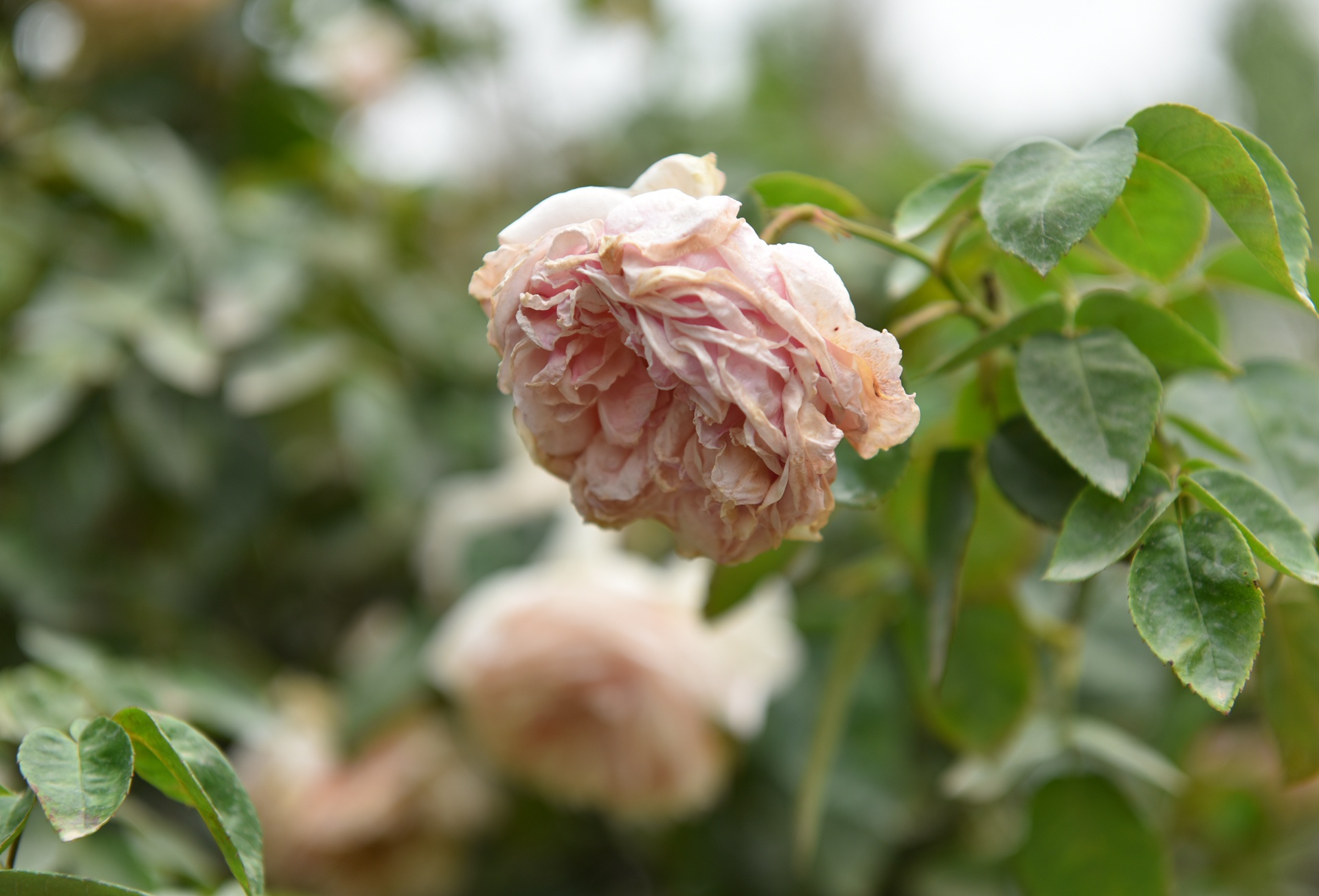 le hoi hoa hong anh 6