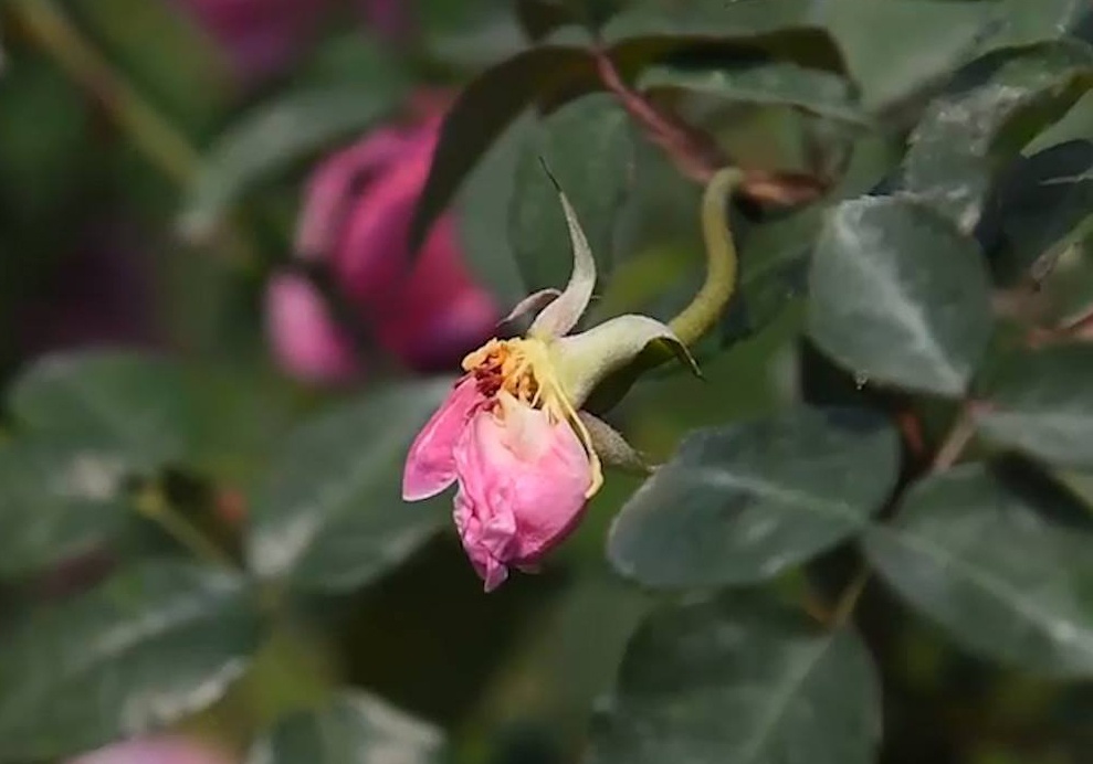 Du khach that vong ve le hoi hoa hong hinh anh