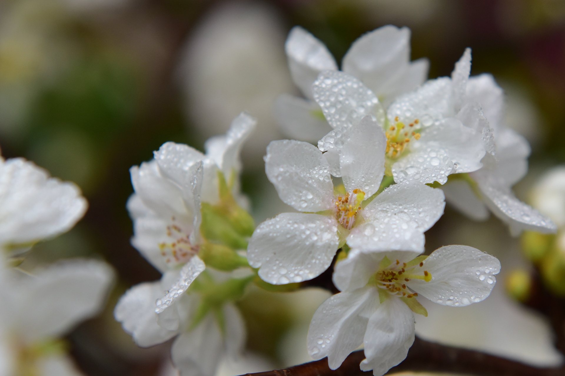 Le hoi hoa anh dao 2017 anh 3