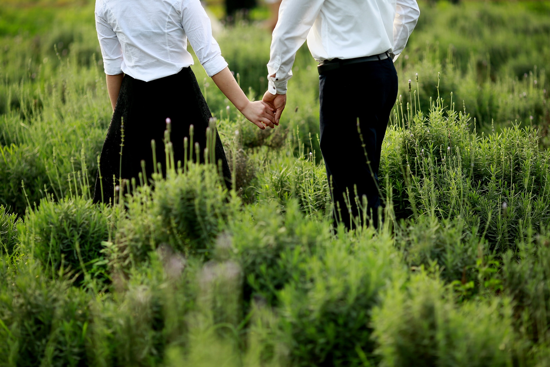 Canh dong hoa lavender o Ha Noi anh 8