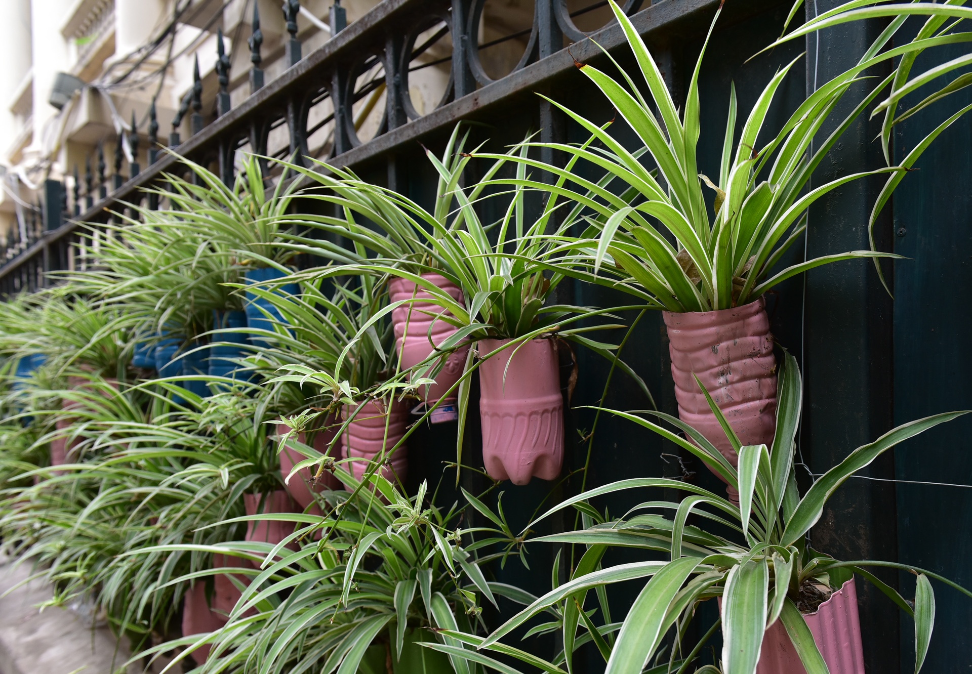 Vuon hoa xinh dep tu bai rac o Ha Noi hinh anh