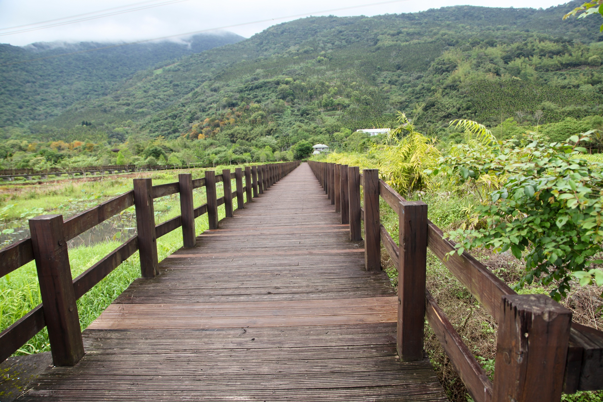 que huong cua tho dan Dai Loan anh 1