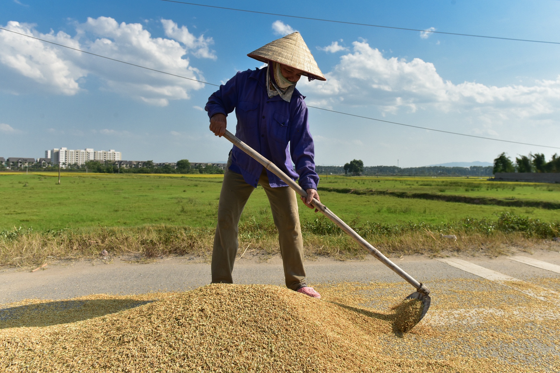 gat lua trong nang nong ky luc anh 9