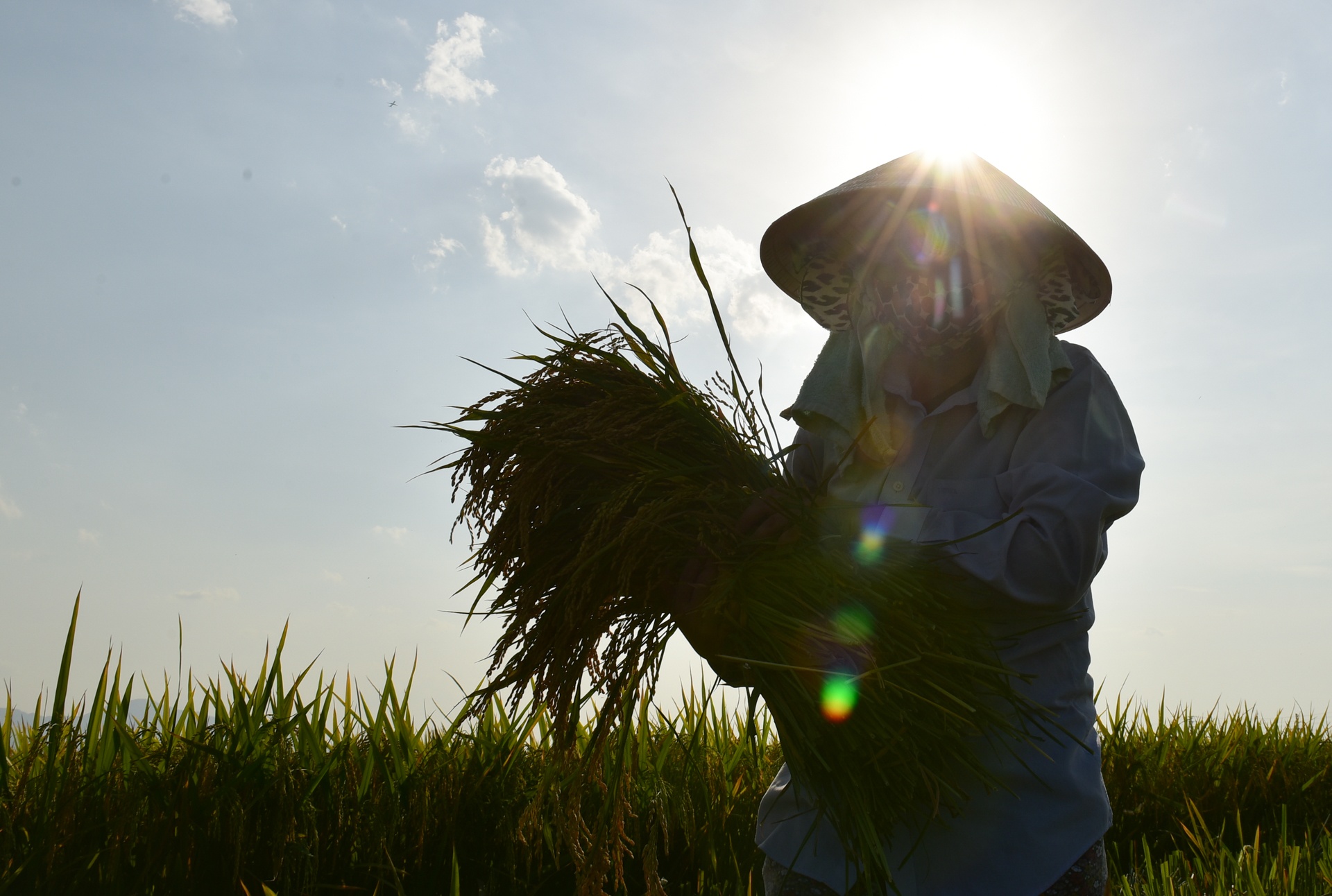 gat lua trong nang nong ky luc anh 10