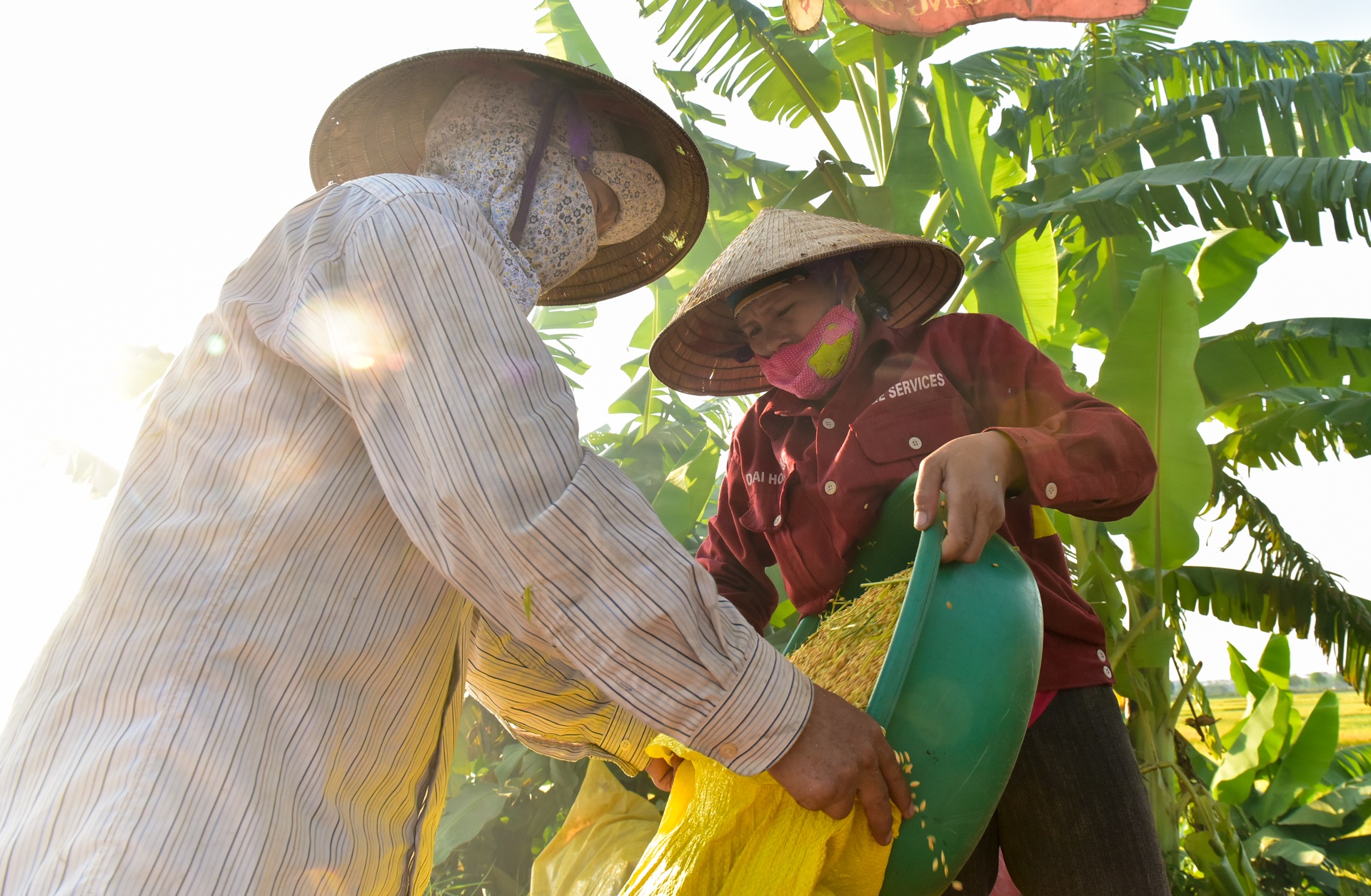 gat lua trong nang nong ky luc anh 12