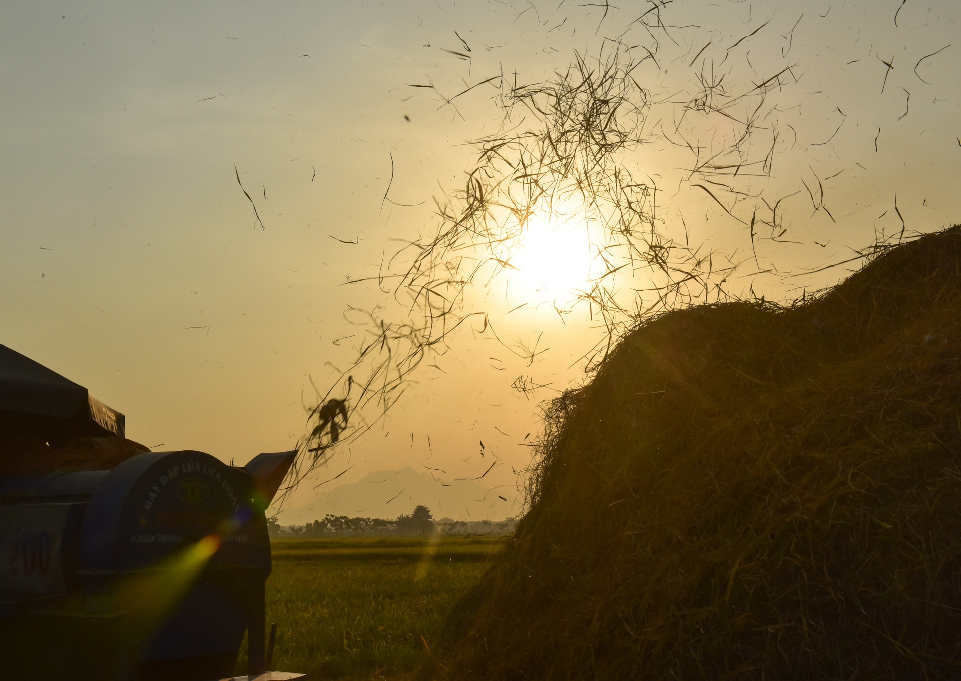 gat lua trong nang nong ky luc anh 14