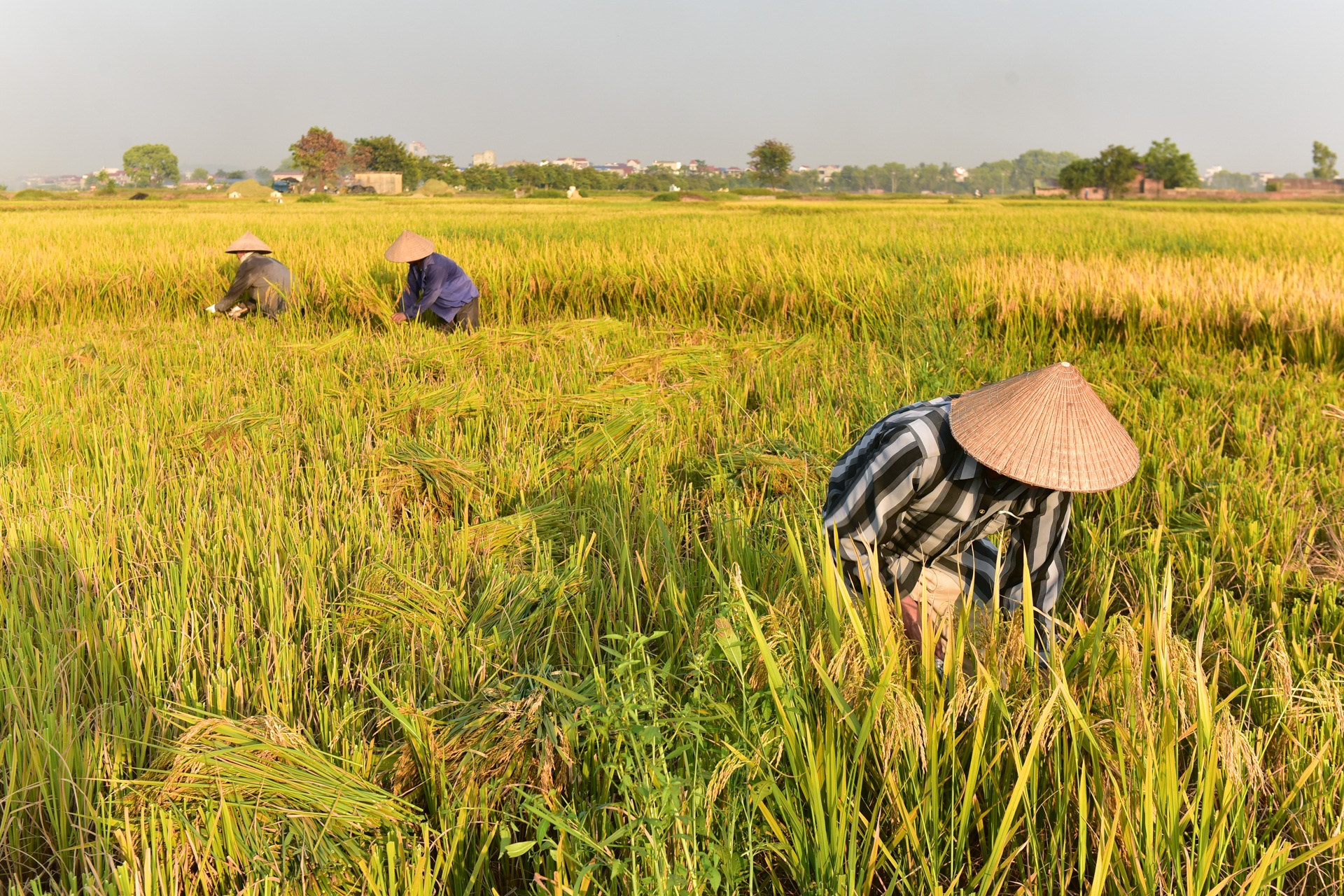 gat lua trong nang nong ky luc anh 1