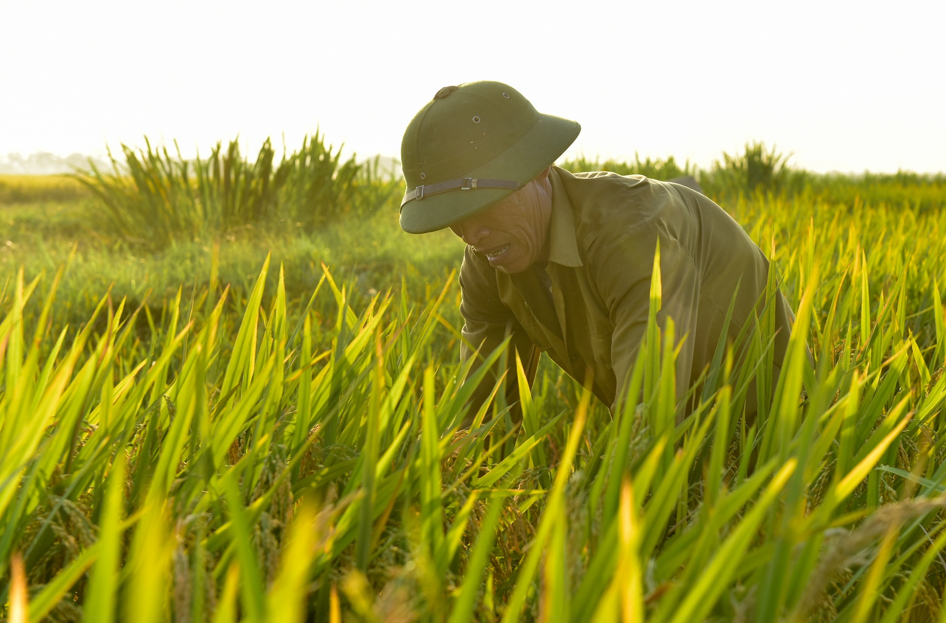 gat lua trong nang nong ky luc anh 3
