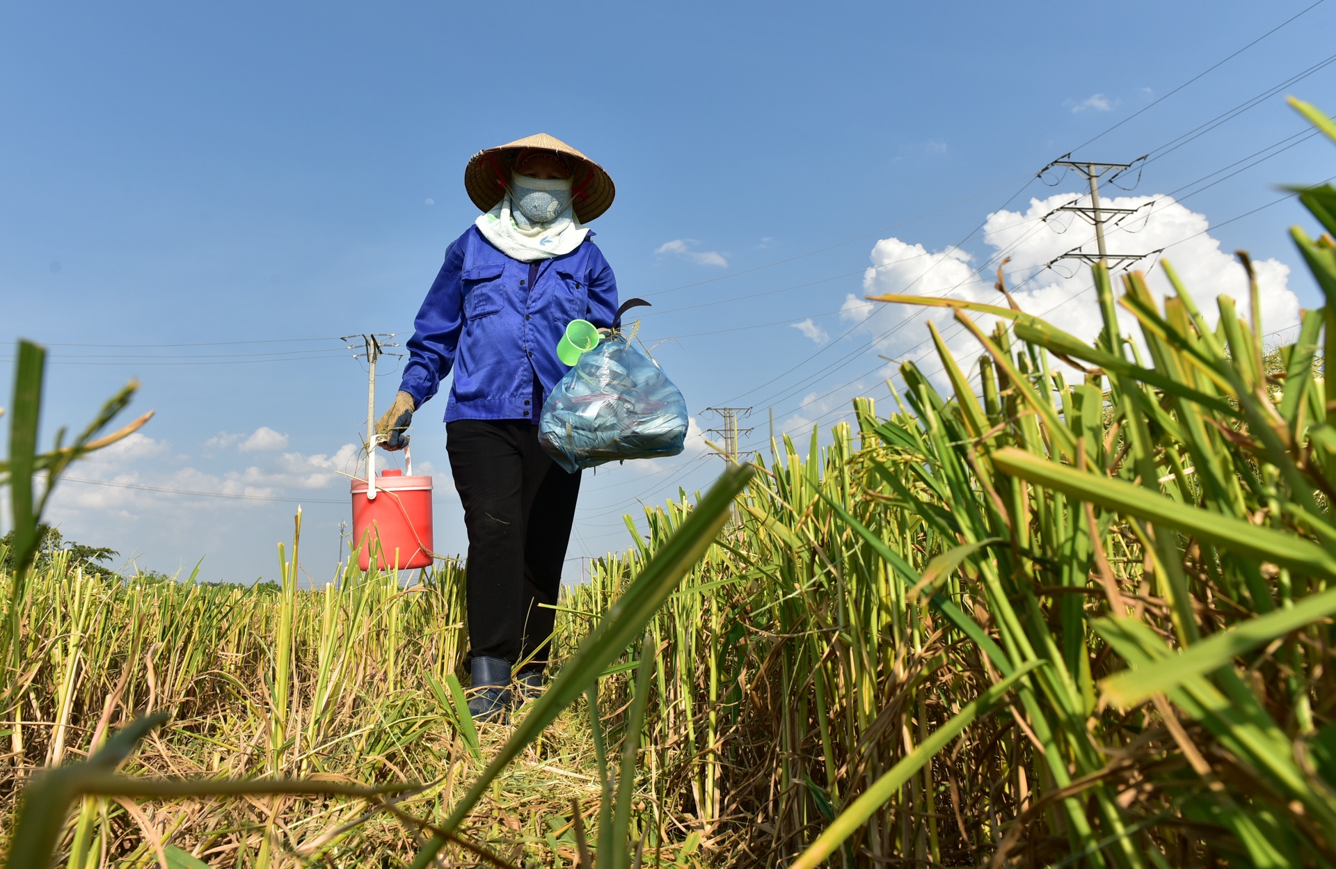 gat lua trong nang nong ky luc anh 5