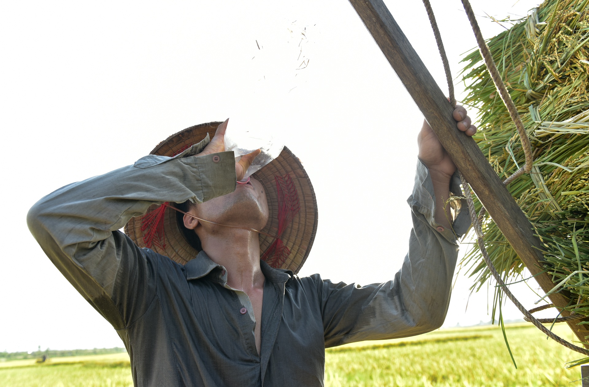 gat lua trong nang nong ky luc anh 6