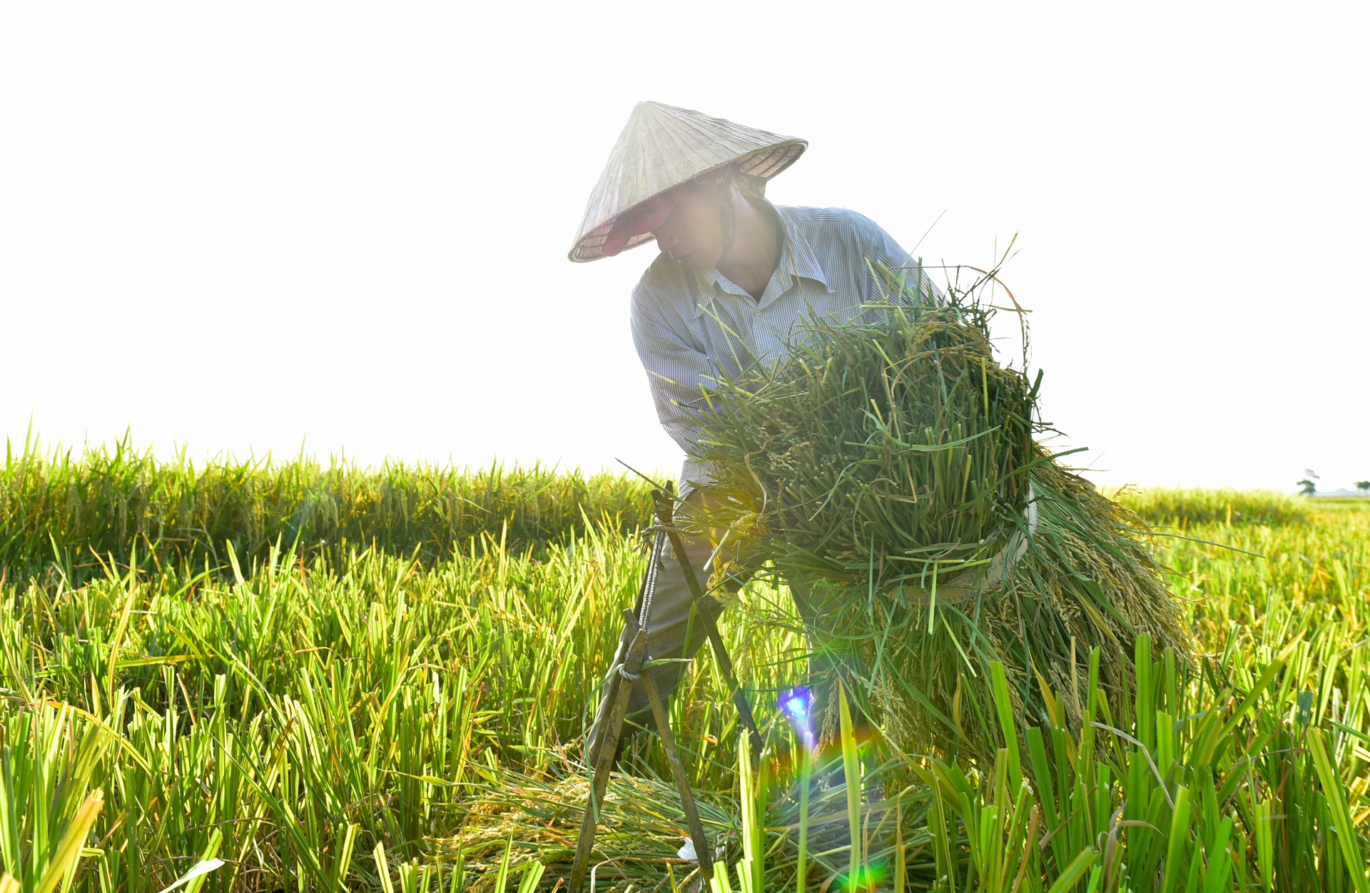 Canh ngay mua dong duc cua nguoi nong dan ngoai thanh Ha Noi hinh anh