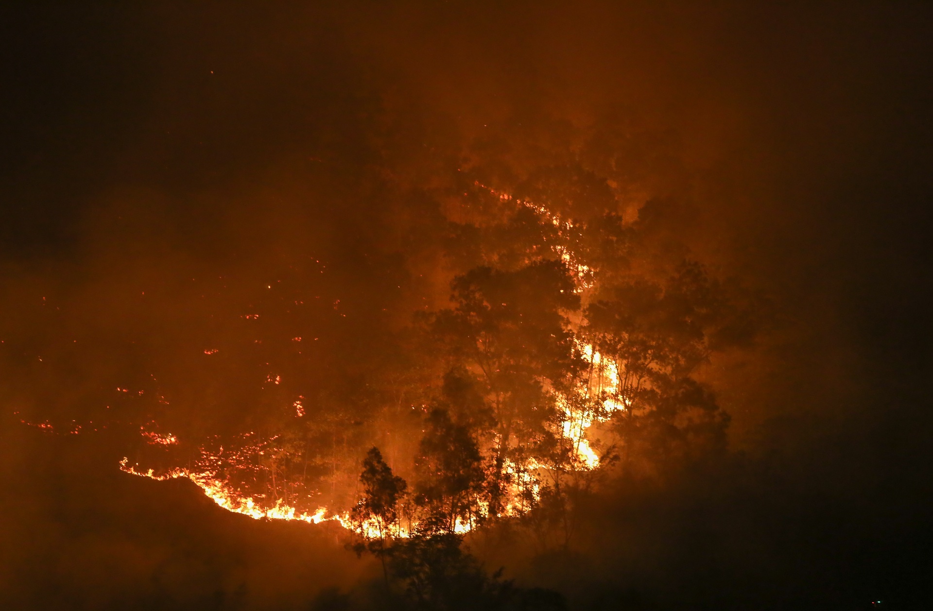 chay rung o Soc Son anh 1