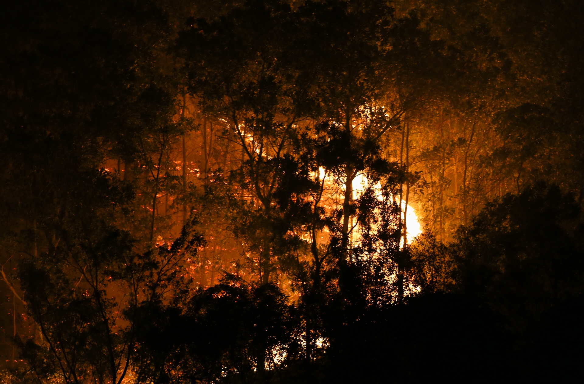 chay rung o Soc Son anh 2