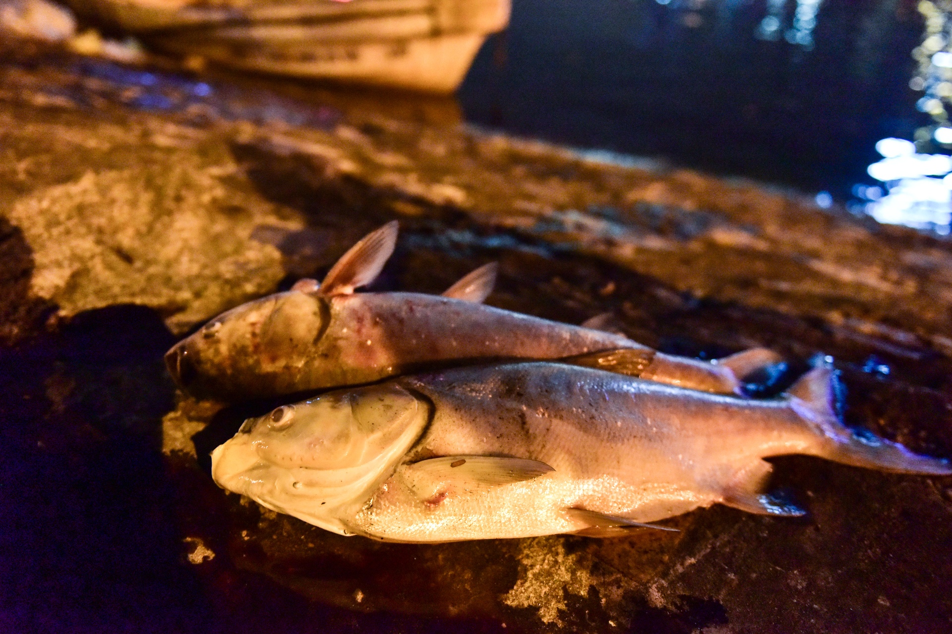 cá chết ở hồ Hoàng Cầu ảnh 1 ca chet o ho Hoang Cau anh 1