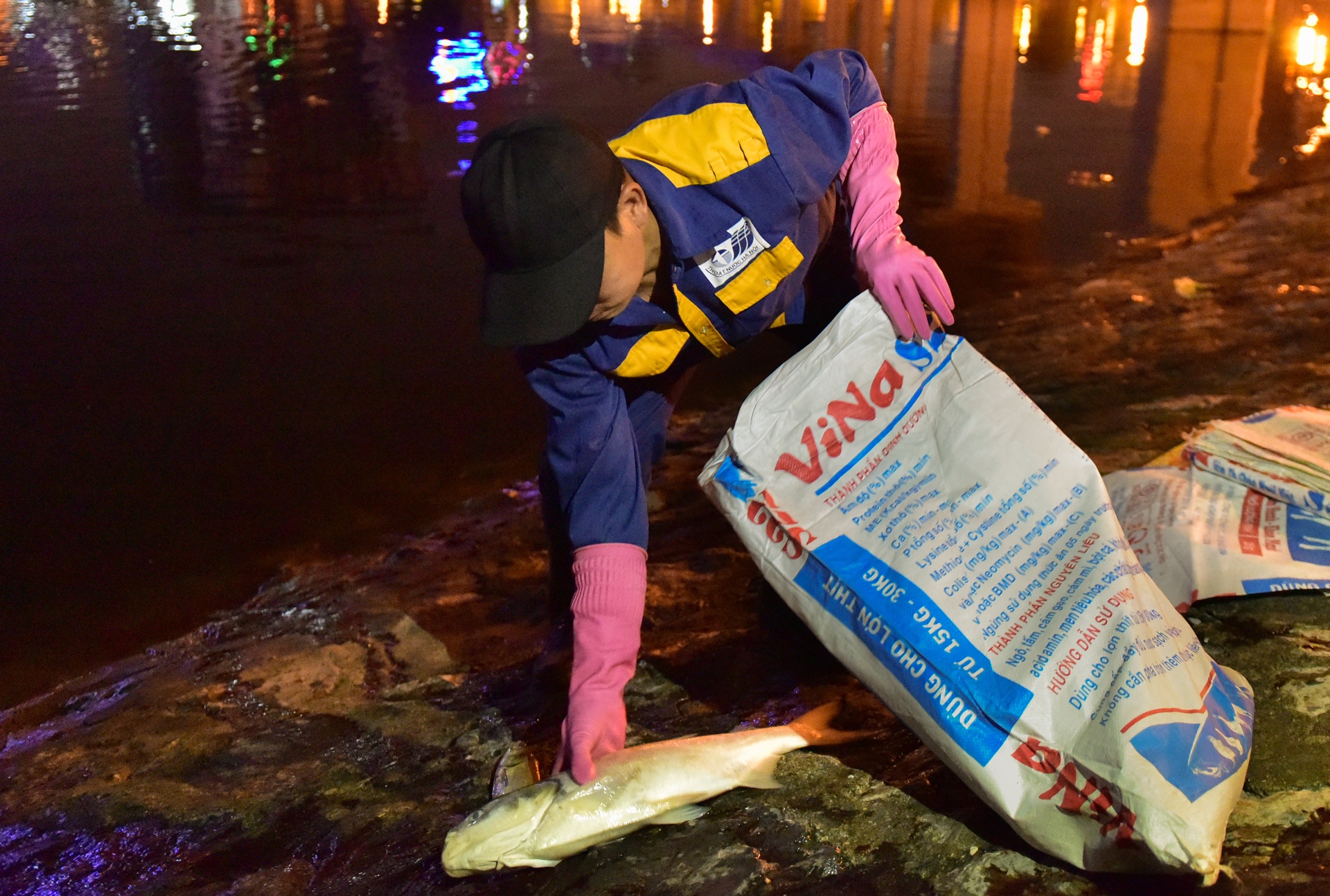 cá chết ở hồ Hoàng Cầu ảnh 4 ca chet o ho Hoang Cau anh 4