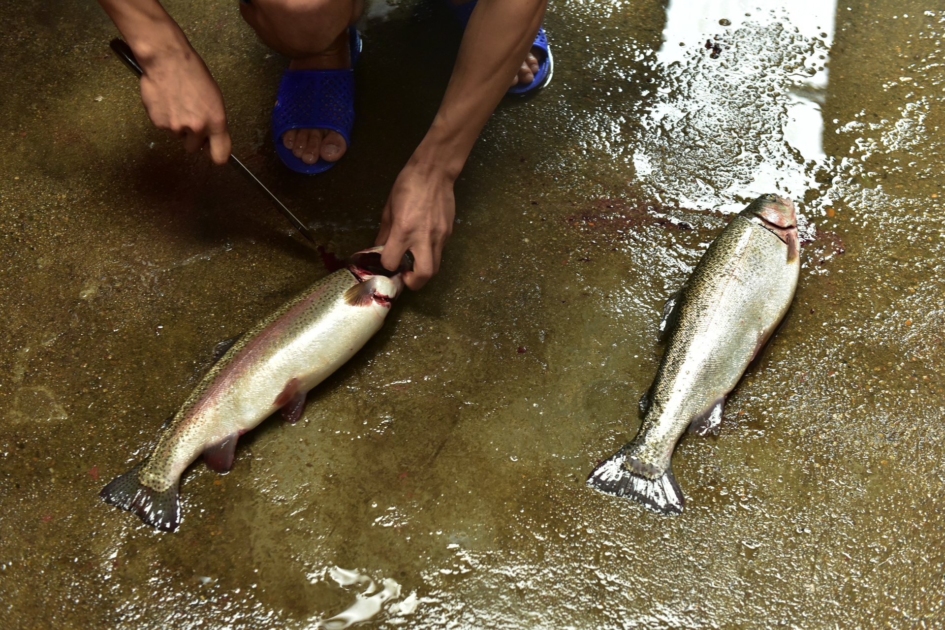 Trang trai ca hoi Khau Pha anh 11