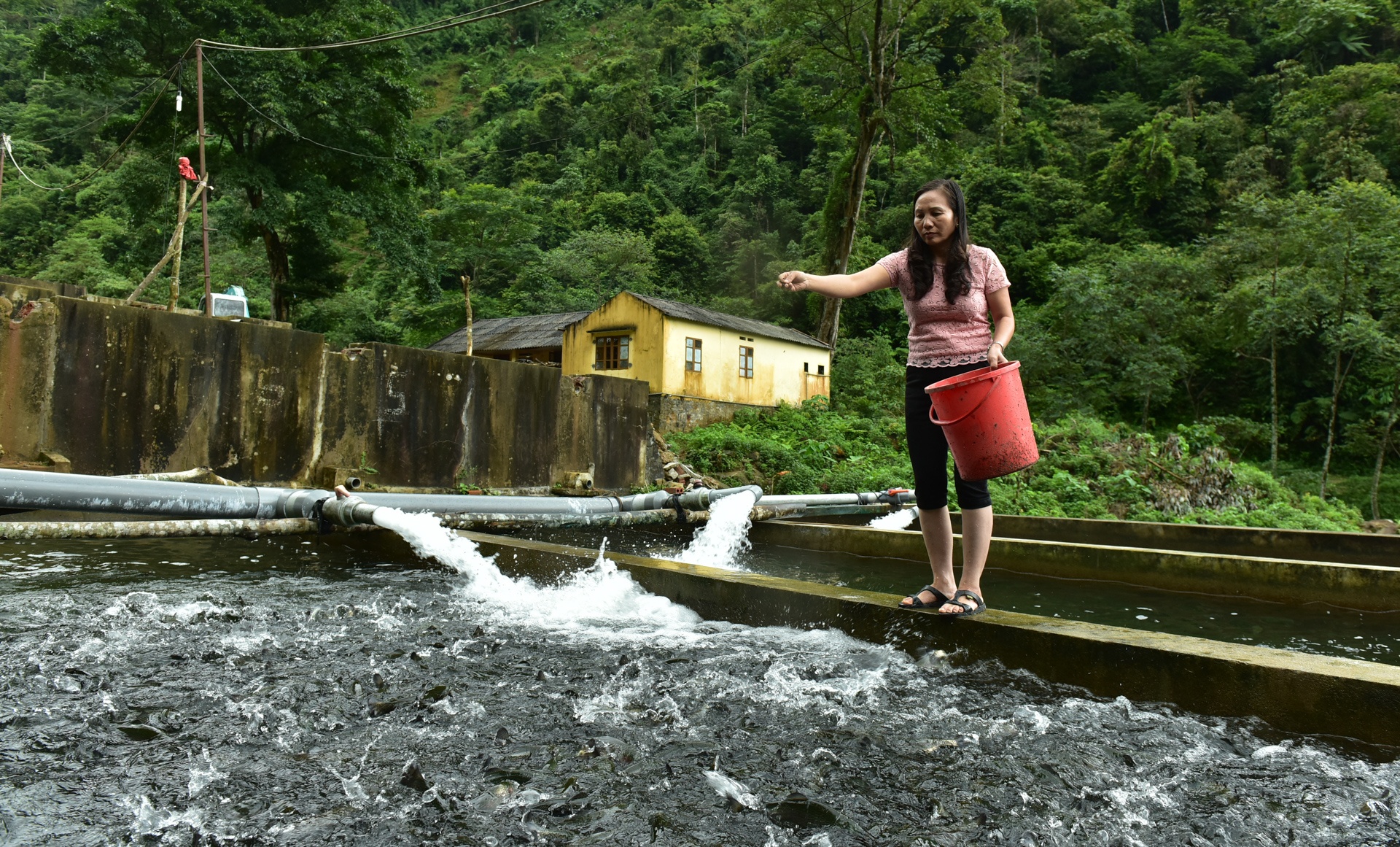 Trang trai ca hoi Khau Pha anh 2