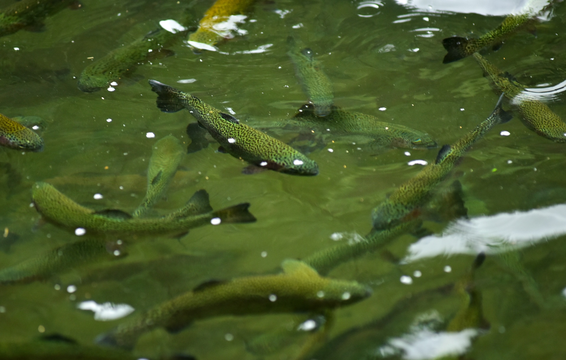 Trang trai ca hoi Khau Pha anh 4