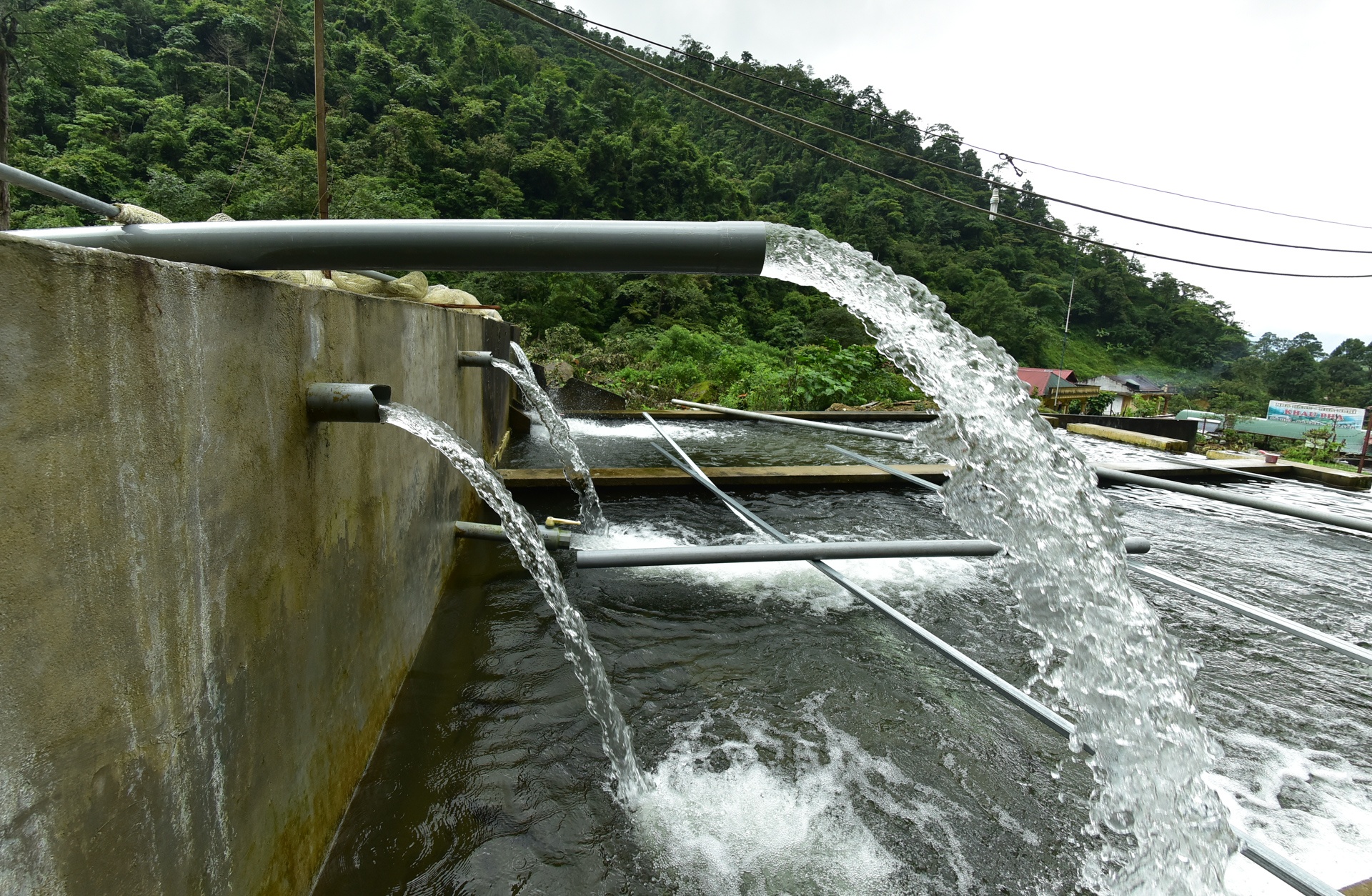 Trang trai ca hoi Khau Pha anh 5