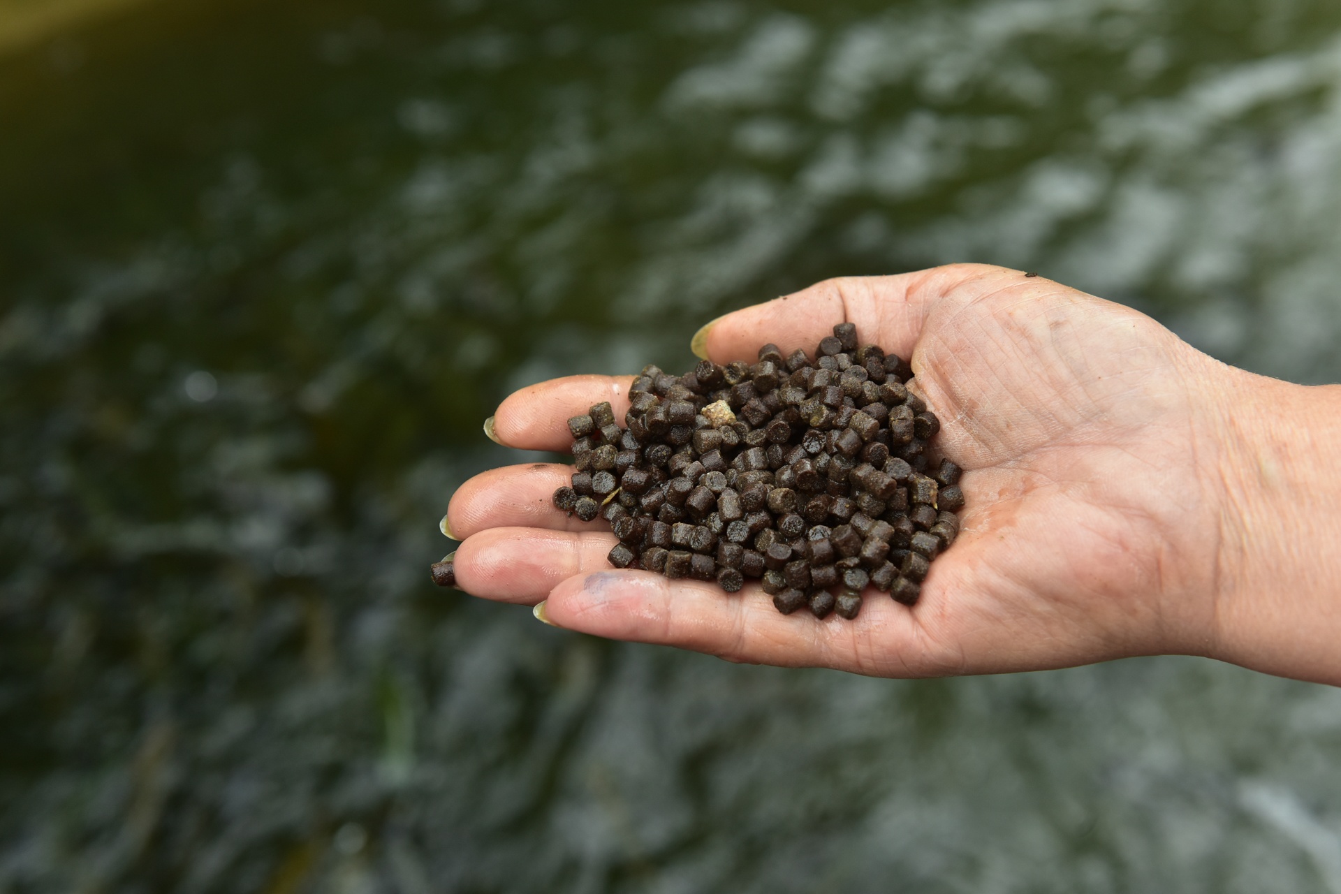 Trang trai ca hoi Khau Pha anh 6