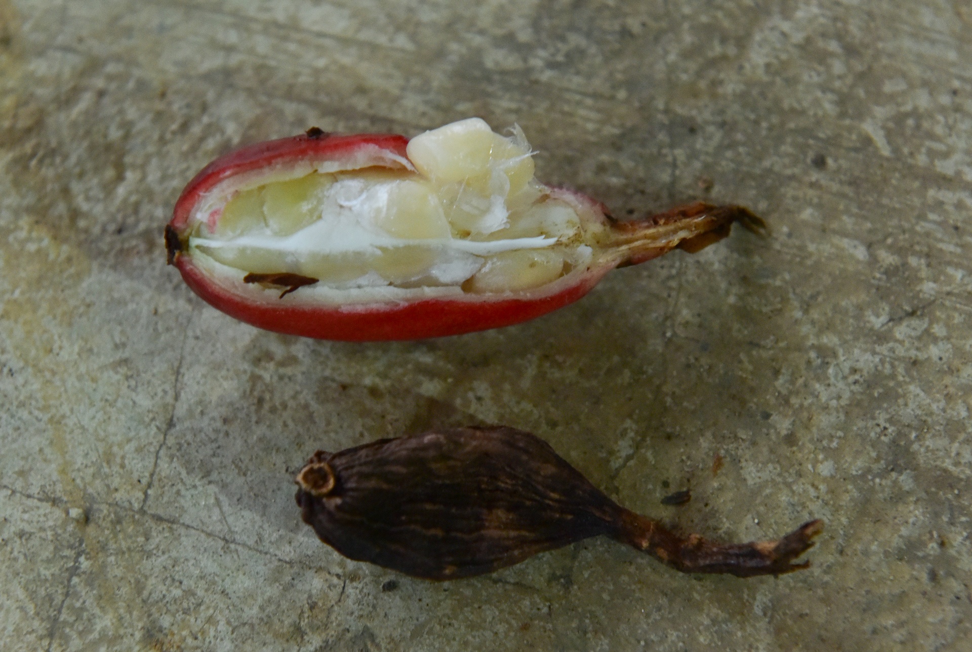 thao qua mat mua anh 8