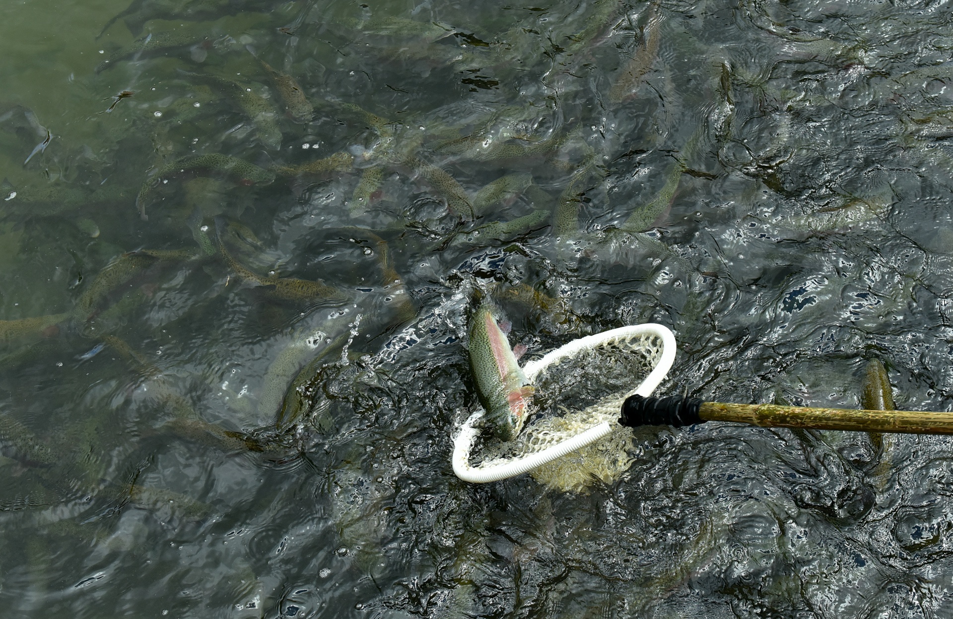 Trang trai ca hoi Khau Pha anh 9