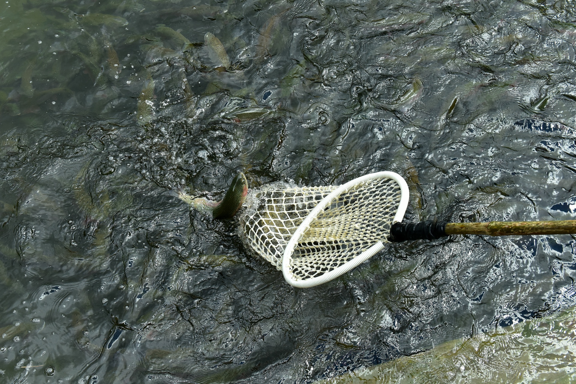 Can canh trang trai ca hoi Khau Pha hinh anh