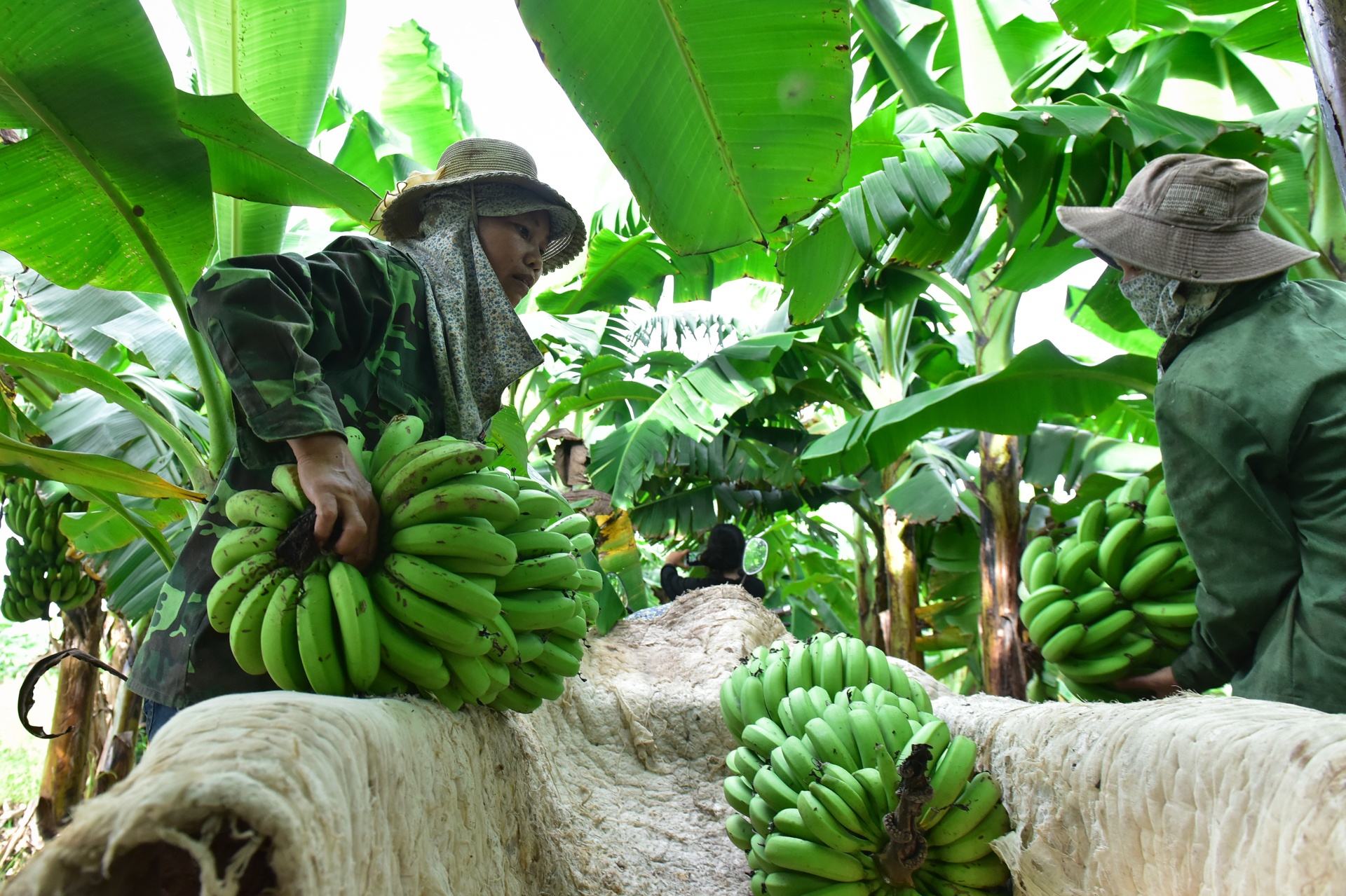 Chuoi mat mua mat gia anh 11