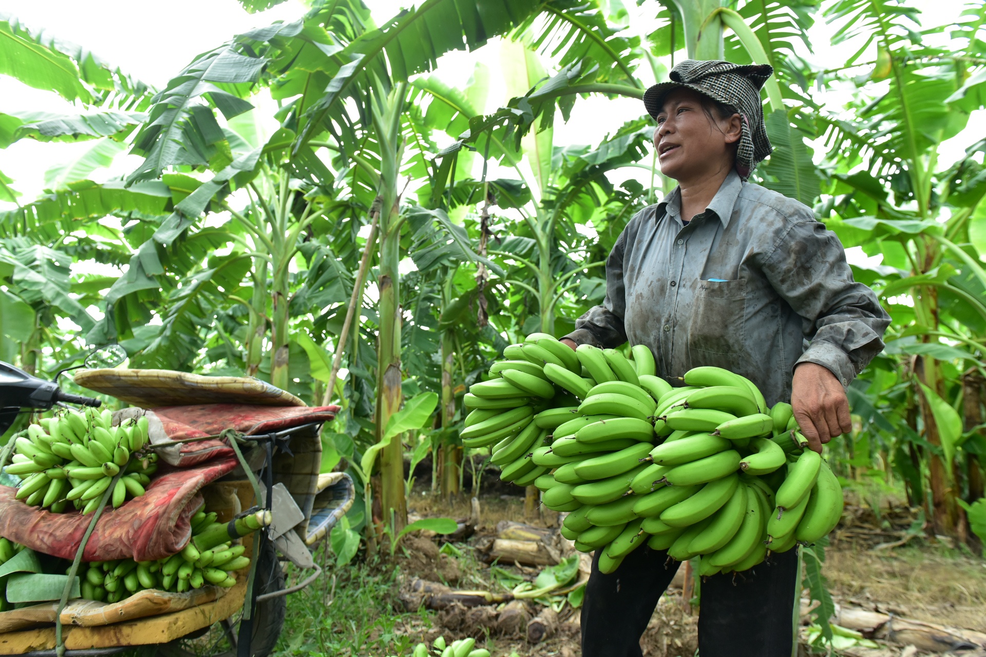 Chuoi mat mua mat gia anh 13