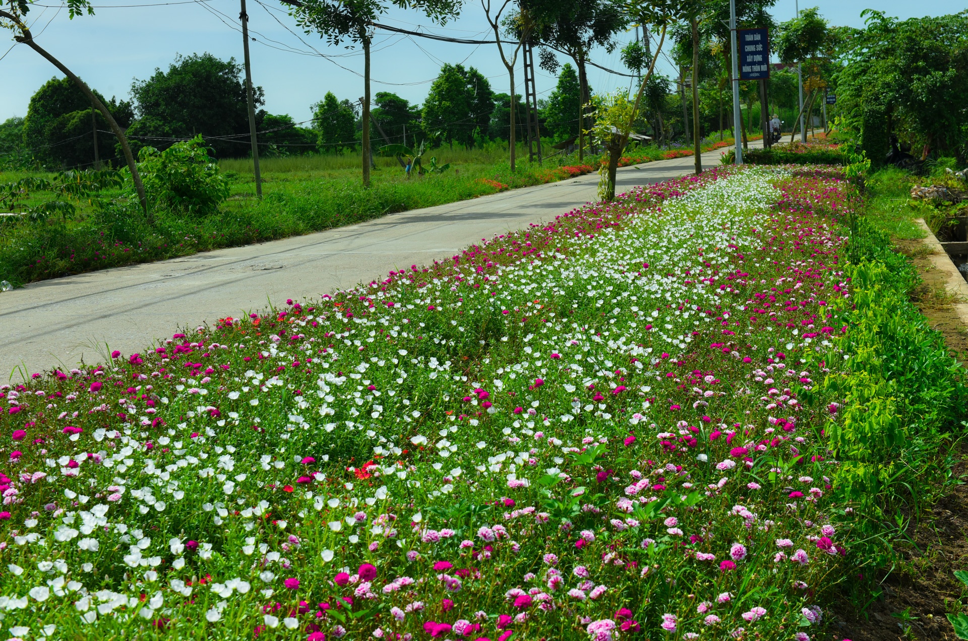 Duong hoa muoi gio o ha noi anh 1