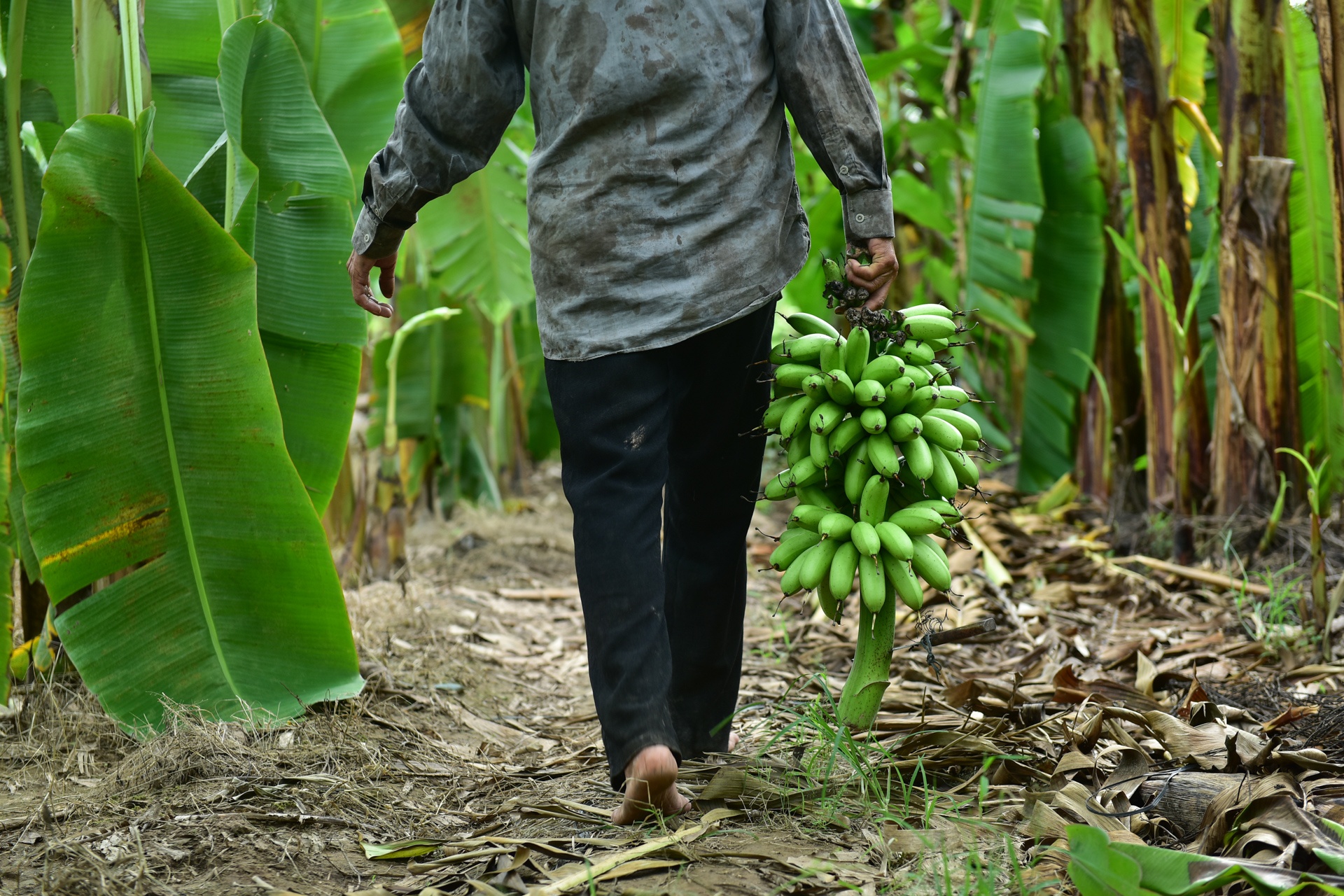 Chuoi mat mua mat gia anh 2