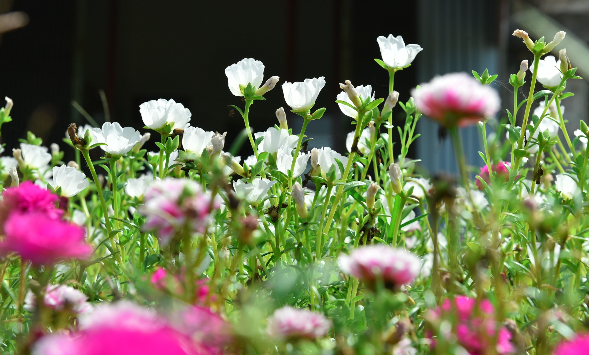 Duong hoa muoi gio doc dao nhat Ha Noi hinh anh