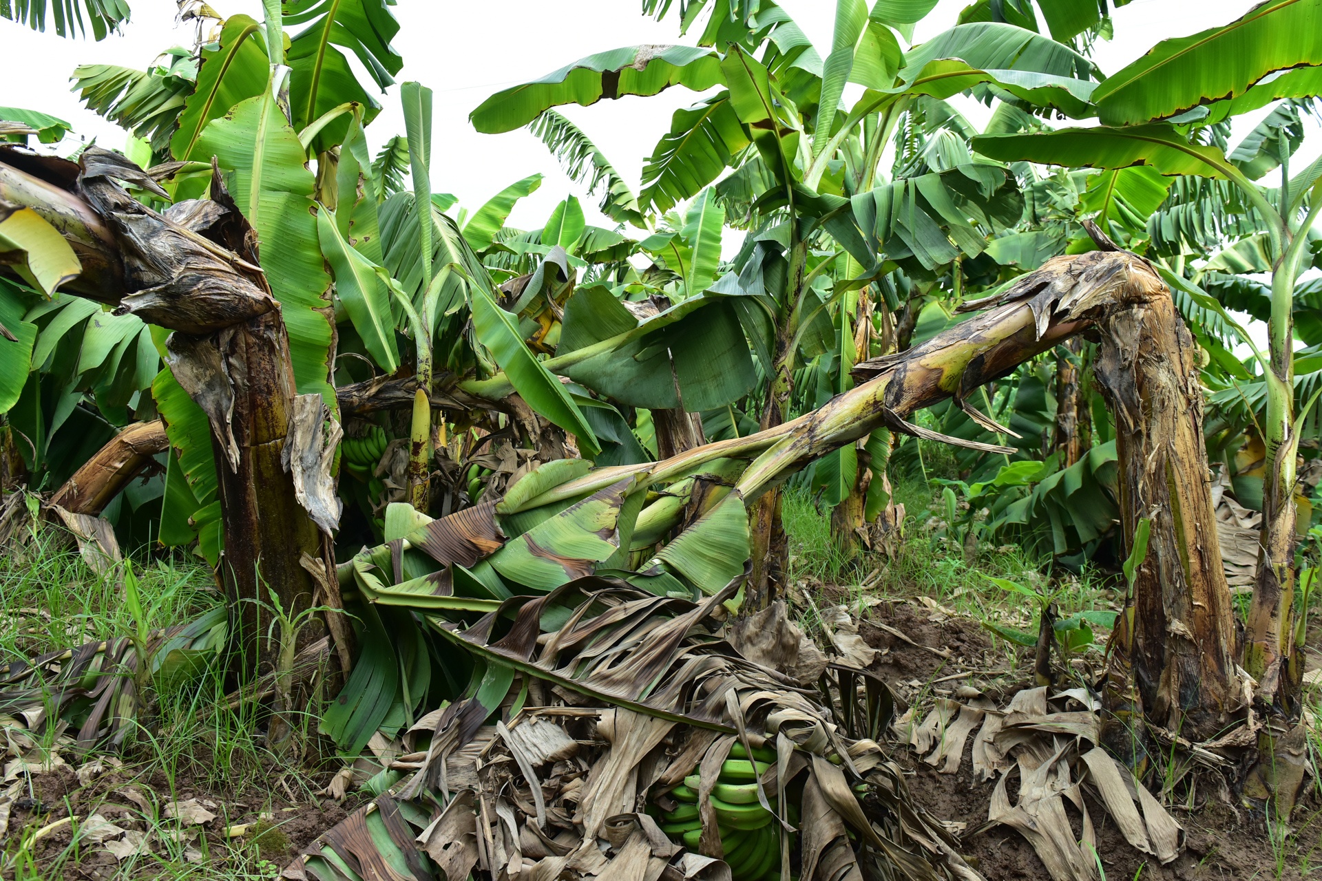 Chuoi mat mua mat gia anh 3