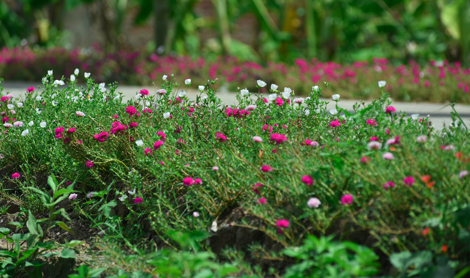 Duong hoa muoi gio o ha noi anh 3