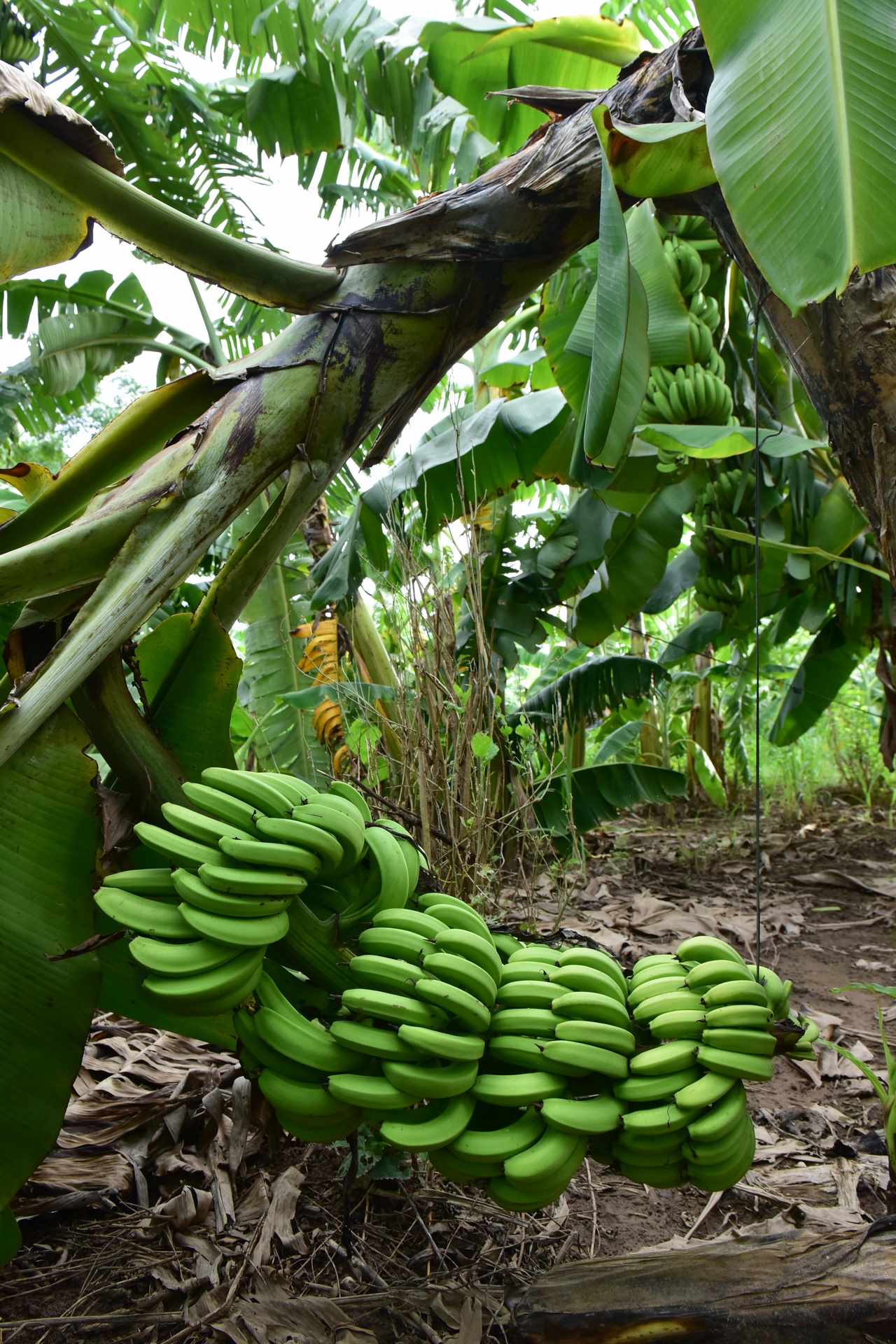 Chuoi mat mua mat gia anh 4